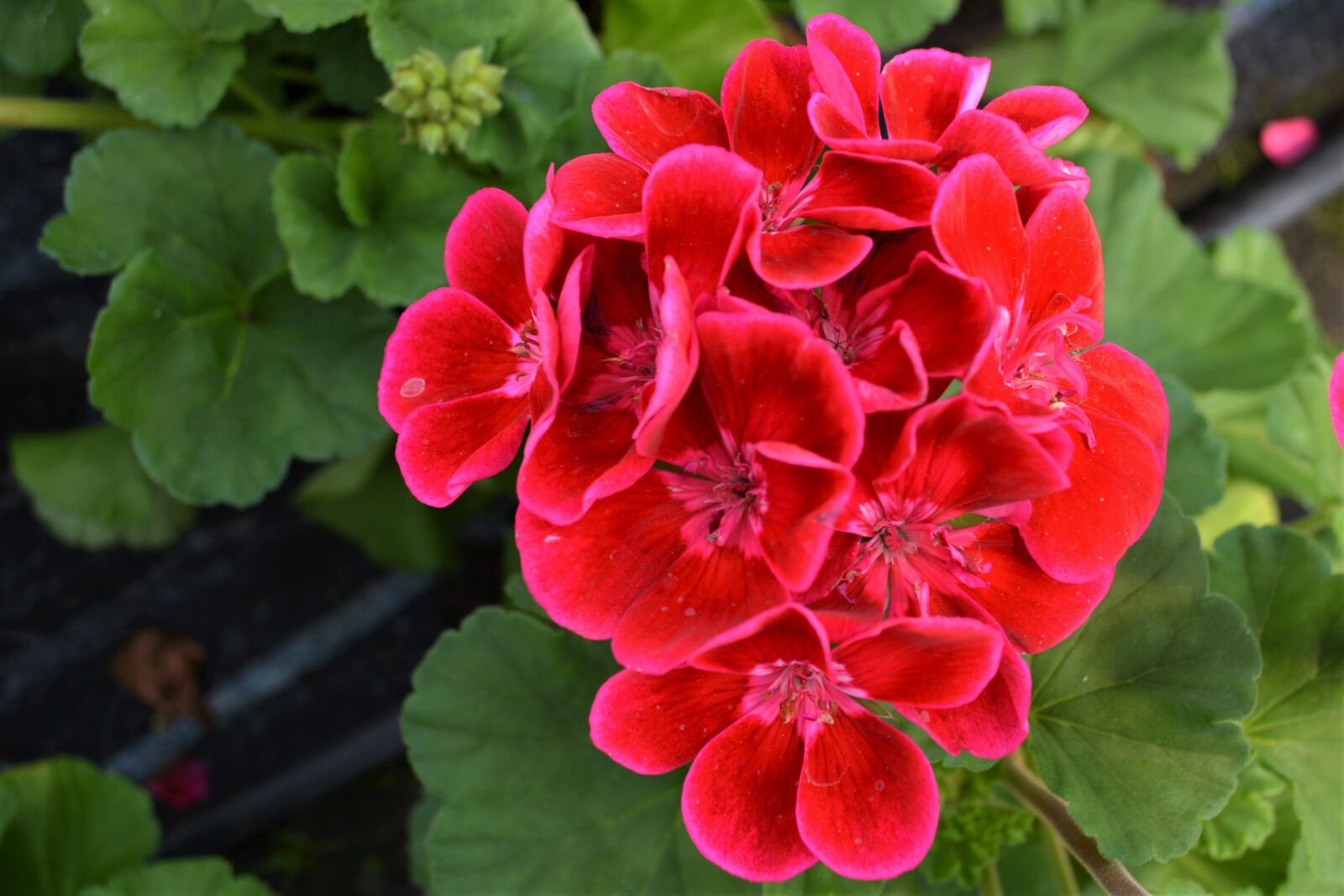 Nikon D5200 sample photo. Pink, red, blossom photography