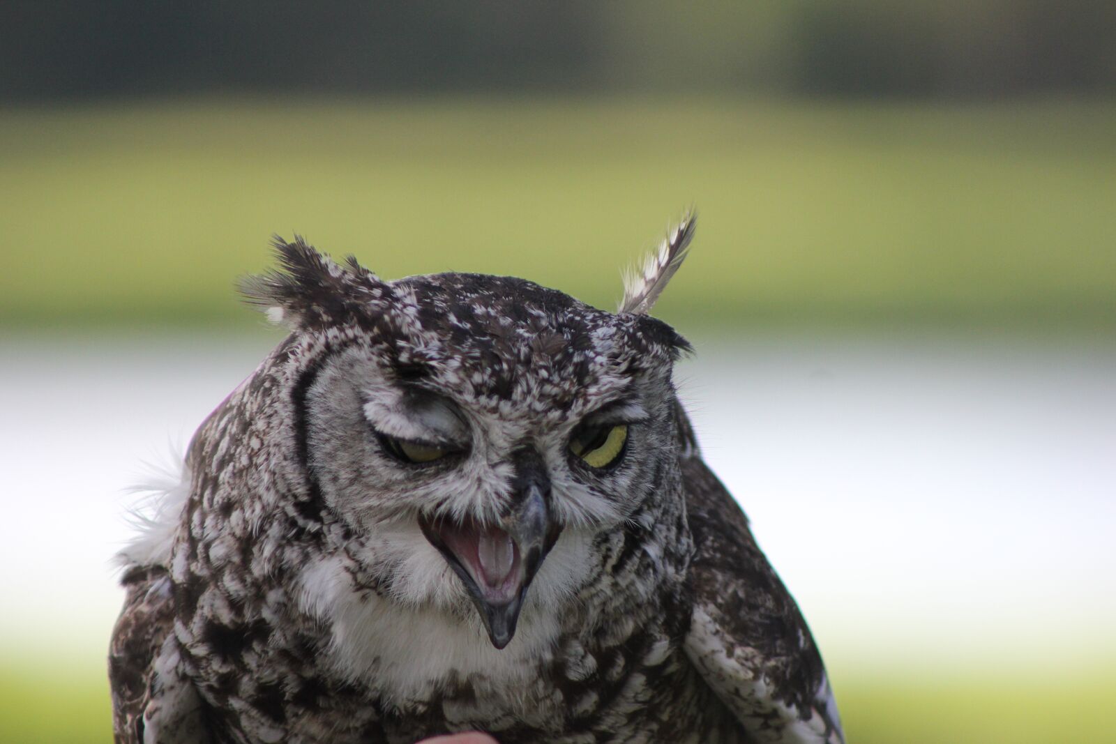 Canon EOS 550D (EOS Rebel T2i / EOS Kiss X4) sample photo. Winking owl, owl, wink photography
