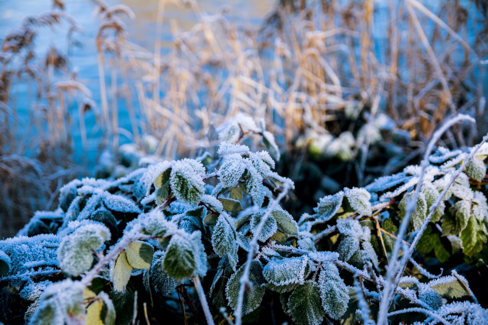 Nikon D5200 sample photo. Winter, frost, snow photography