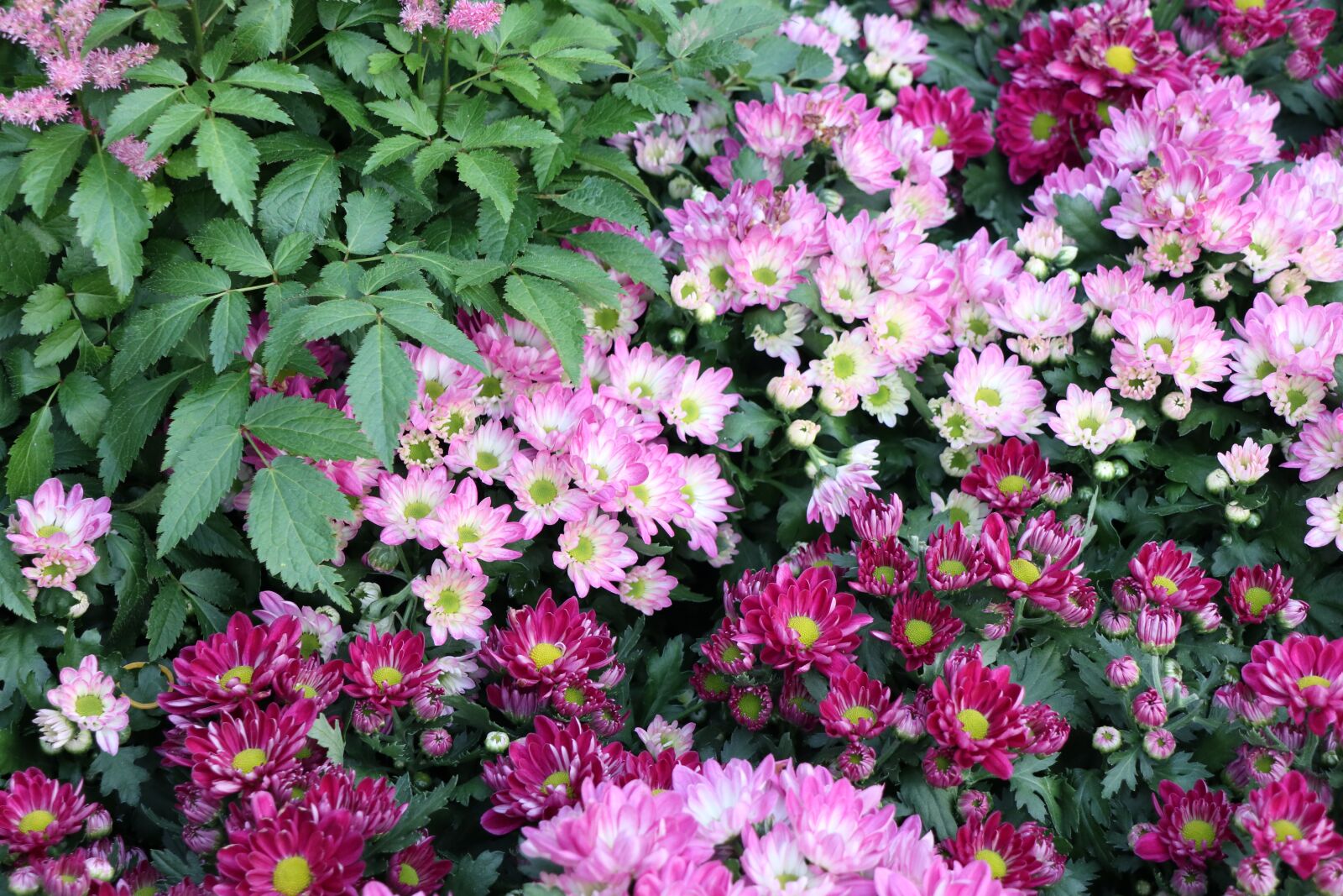 Canon EOS M6 sample photo. Garden, green, purple photography