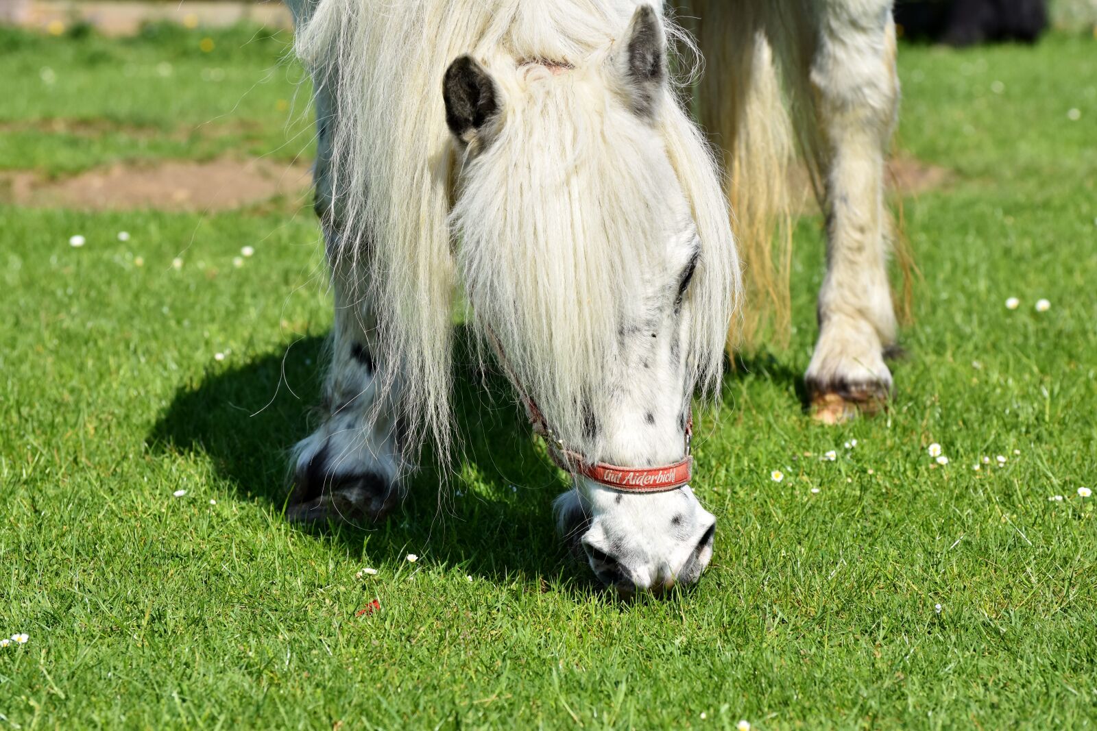 Nikon D7200 sample photo. Horse, pony, mane photography