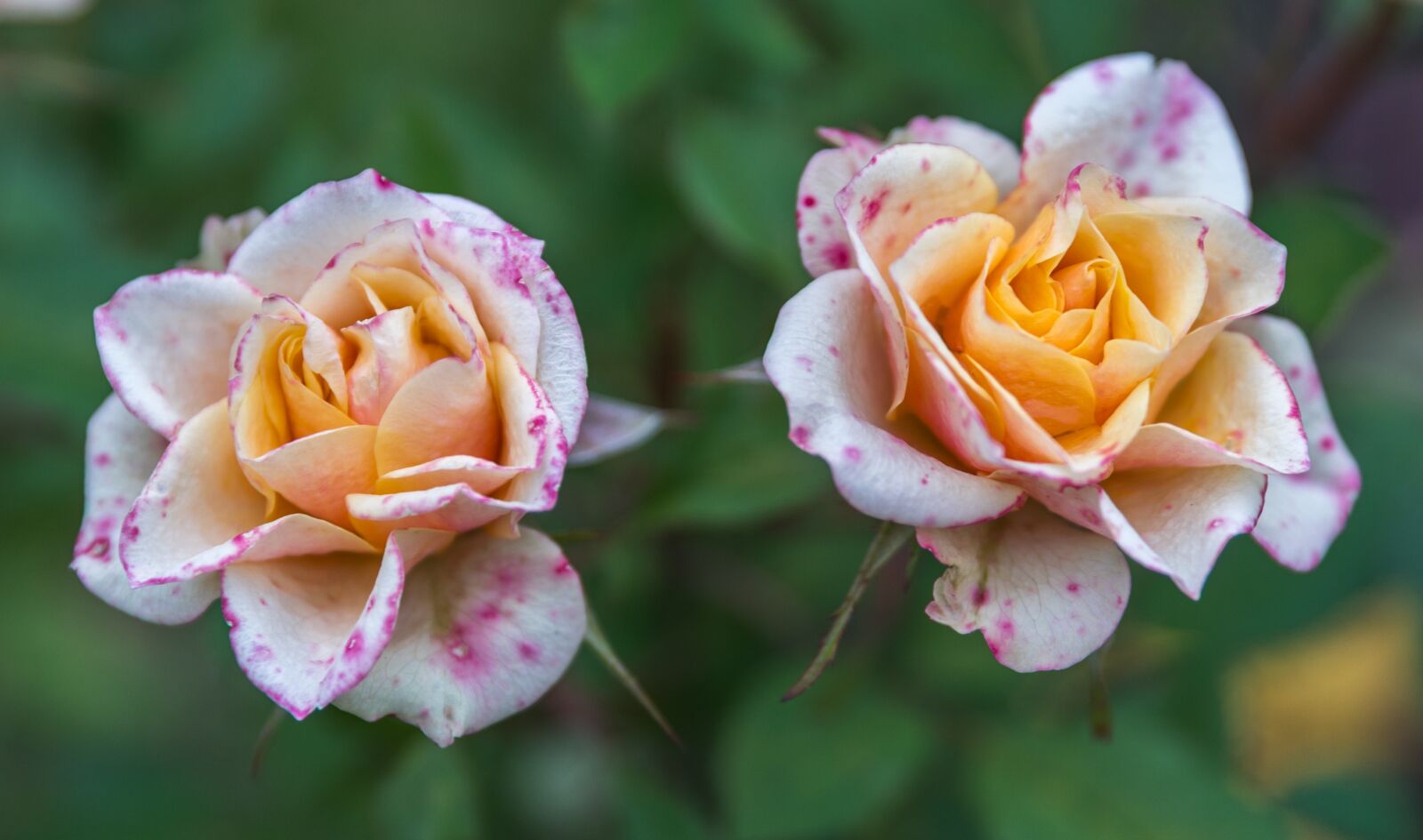 Sony a7R II sample photo. Flower, rose, nature photography