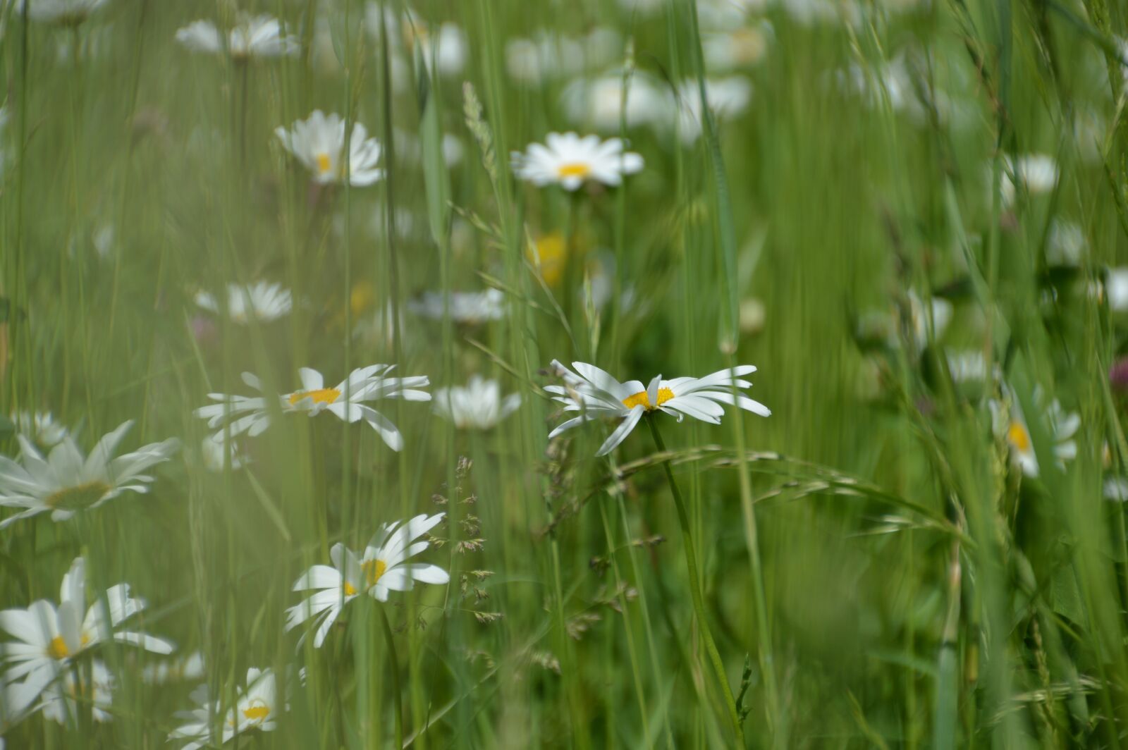 Nikon D3200 sample photo. Meadow, ruddy, white photography