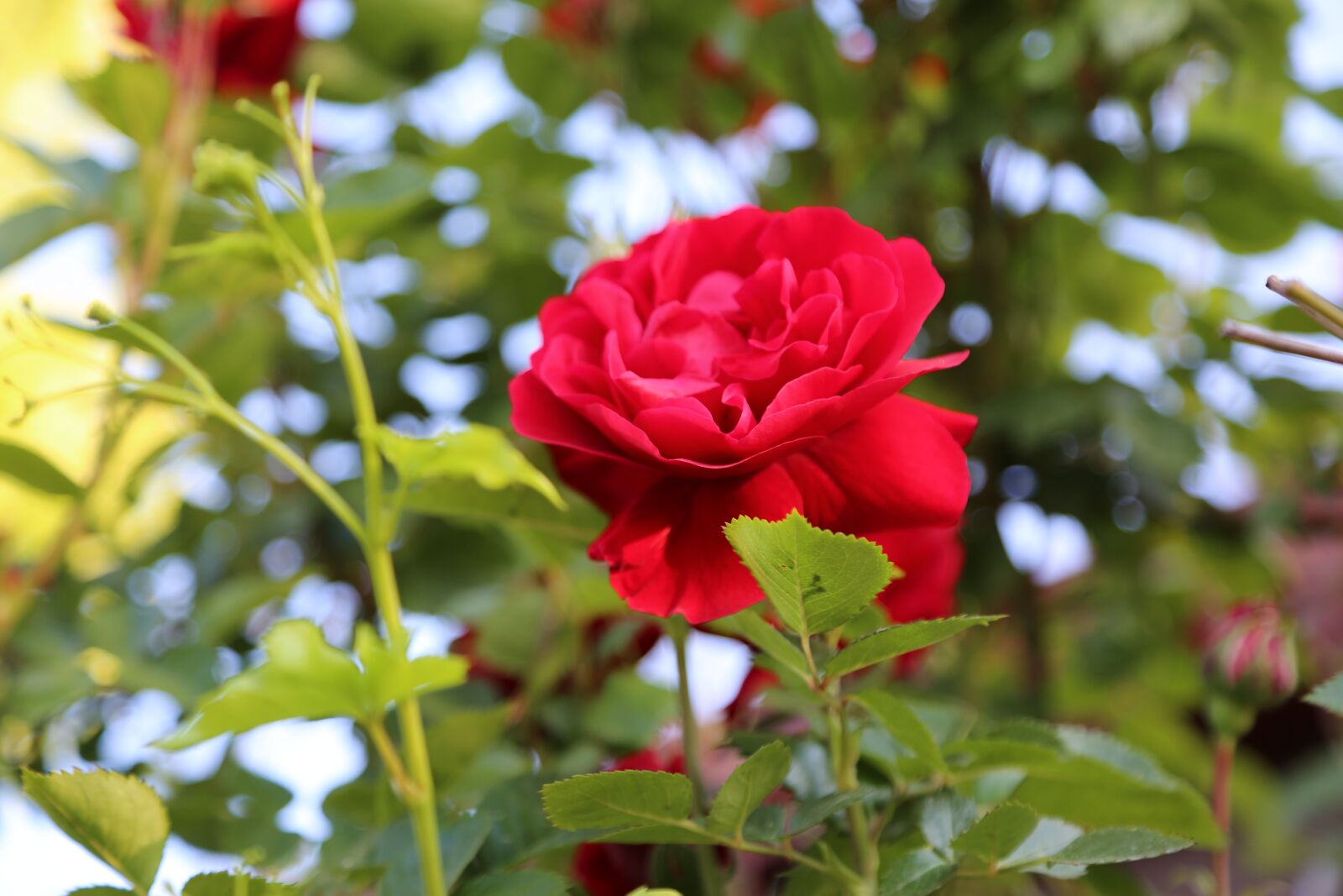 Canon EF 24-105mm F4L IS USM sample photo. Rose, red rose, flower photography