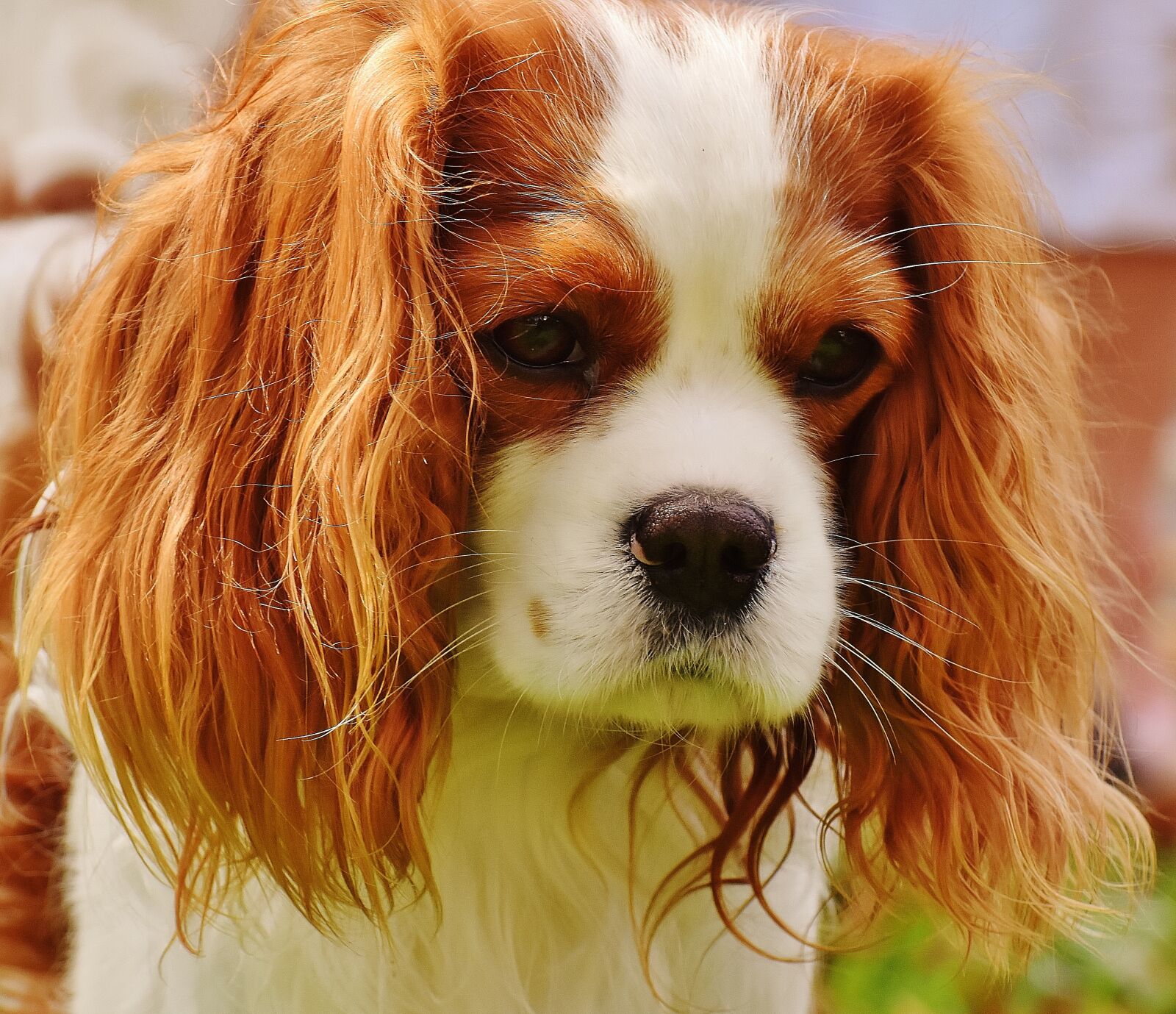 Nikon D7200 sample photo. Dog, cavalier king charles photography