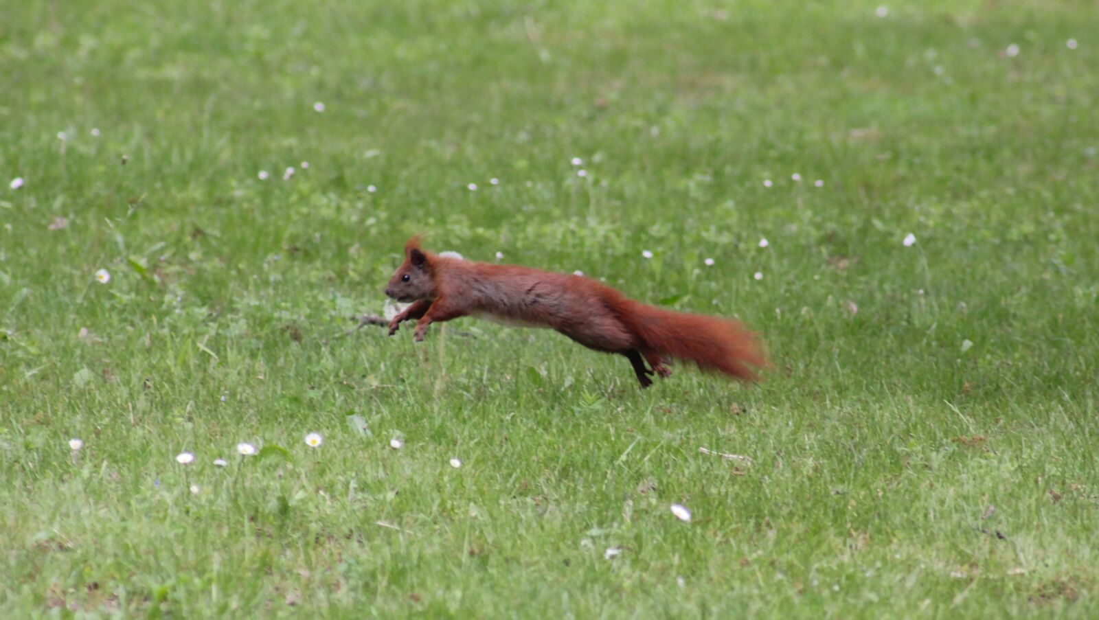 Canon EOS 550D (EOS Rebel T2i / EOS Kiss X4) sample photo. Eurasian squirrel, nature, animal photography