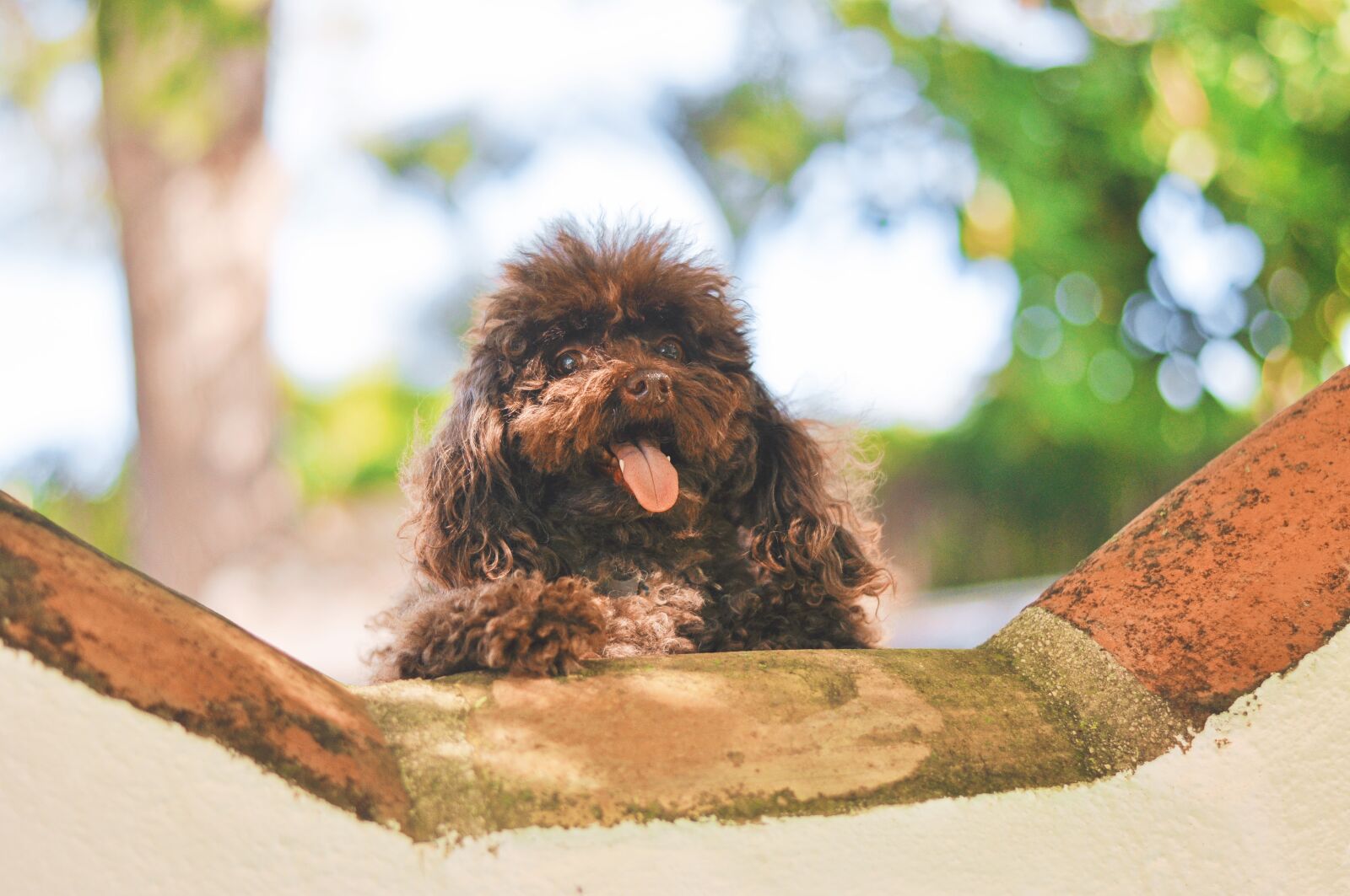 Nikon D90 sample photo. Dog, puppy, pet photography