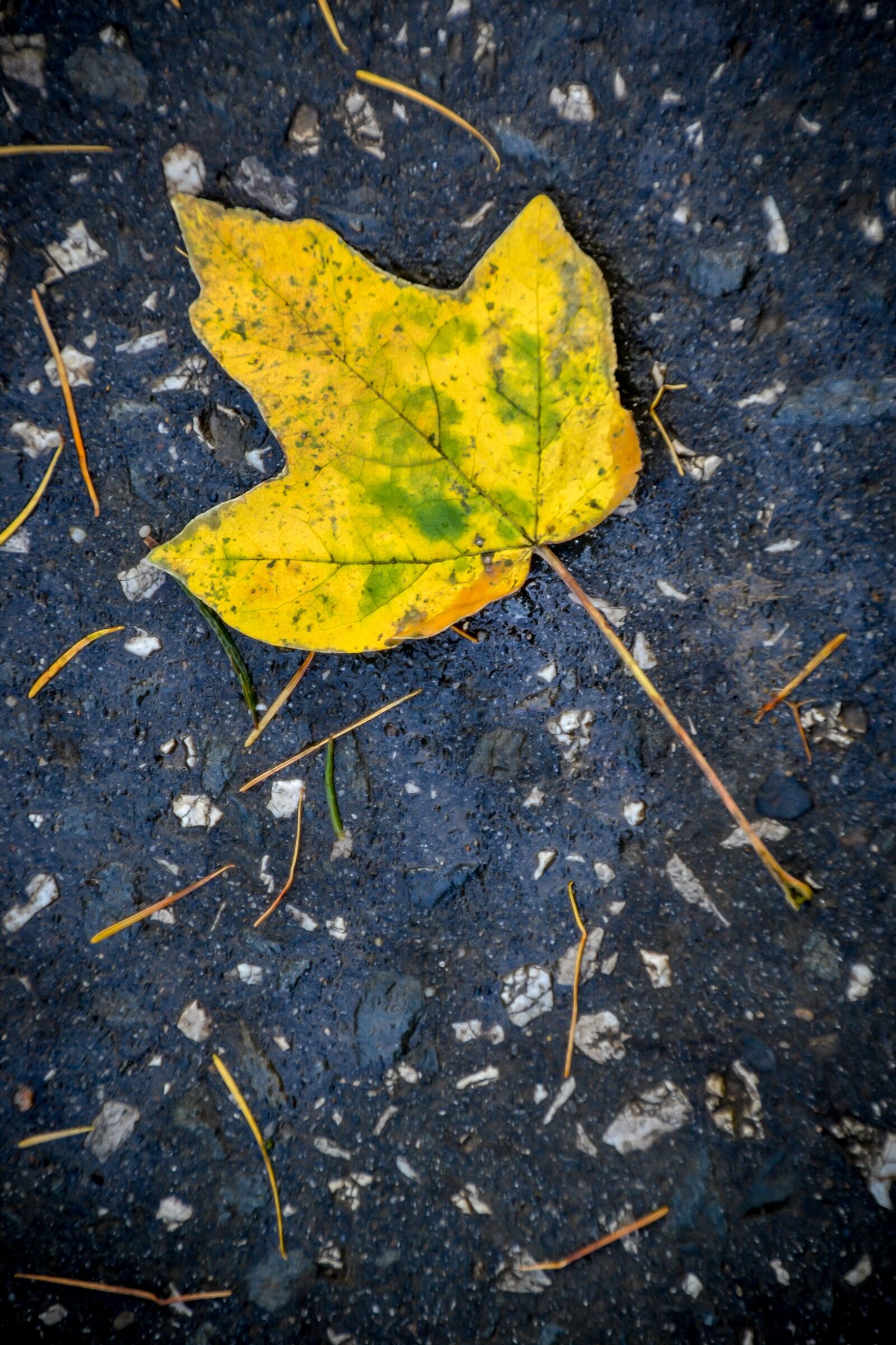 Nikon D3100 sample photo. Sheet, autumn, nature photography