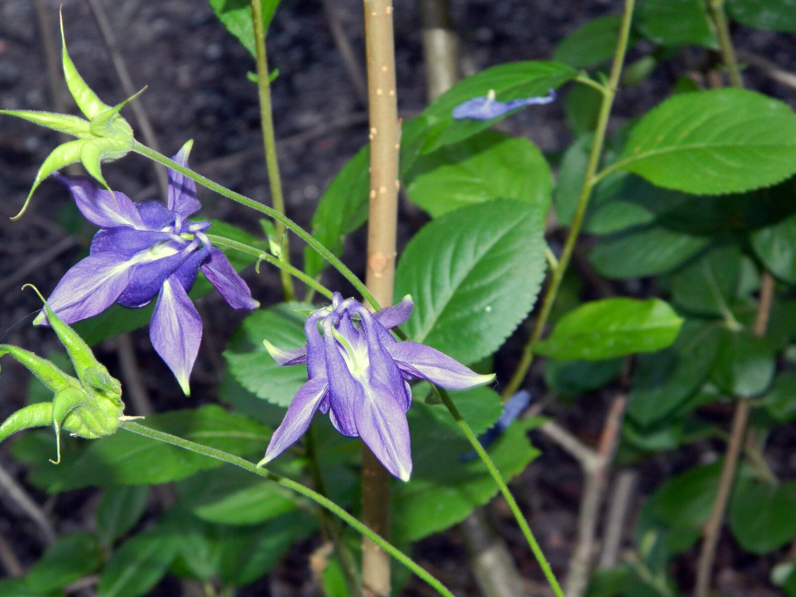 Nikon Coolpix L120 sample photo. Flower, purple, plant photography