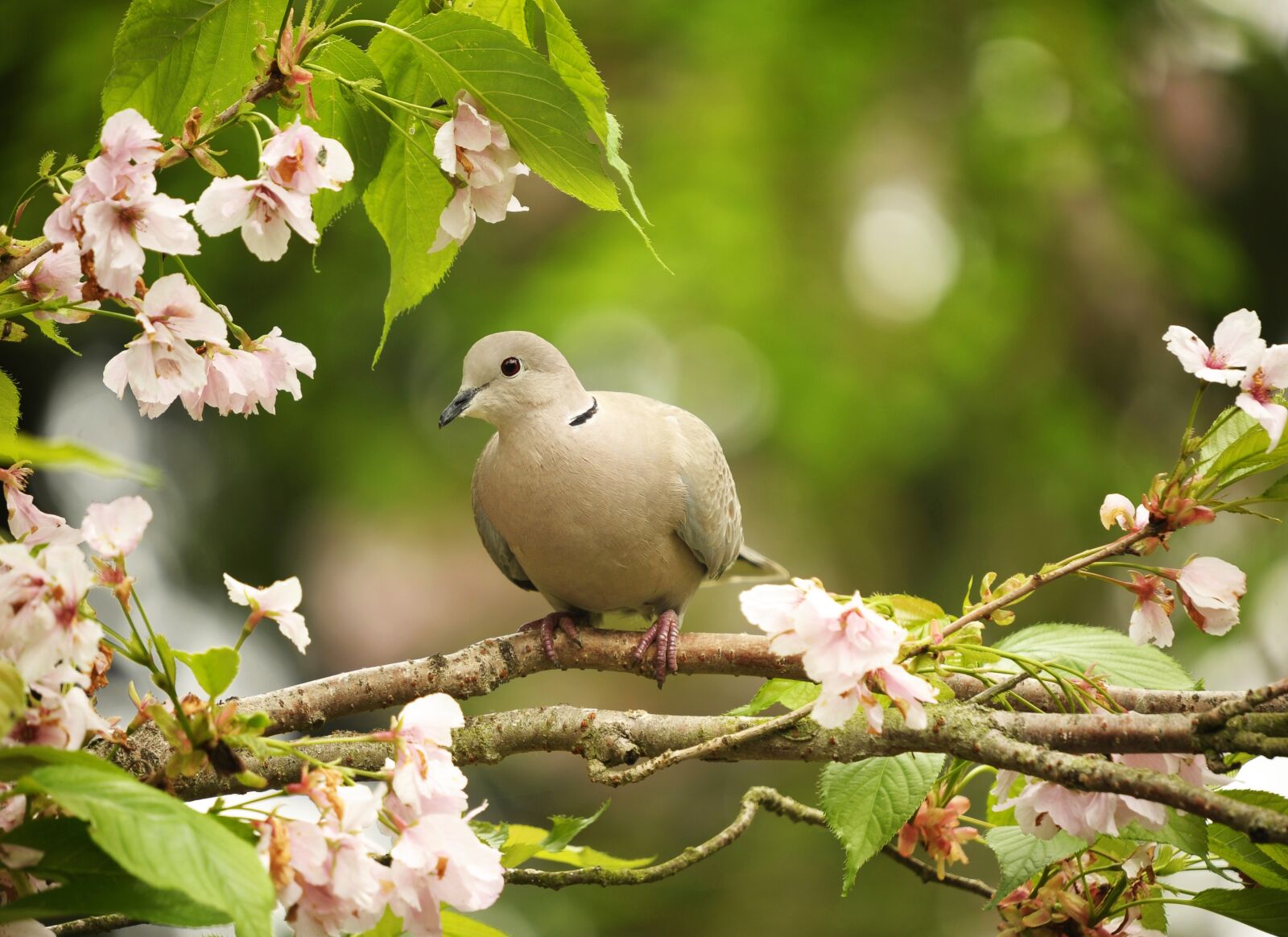 Nikon D3S sample photo. Animal world, bird, nature photography