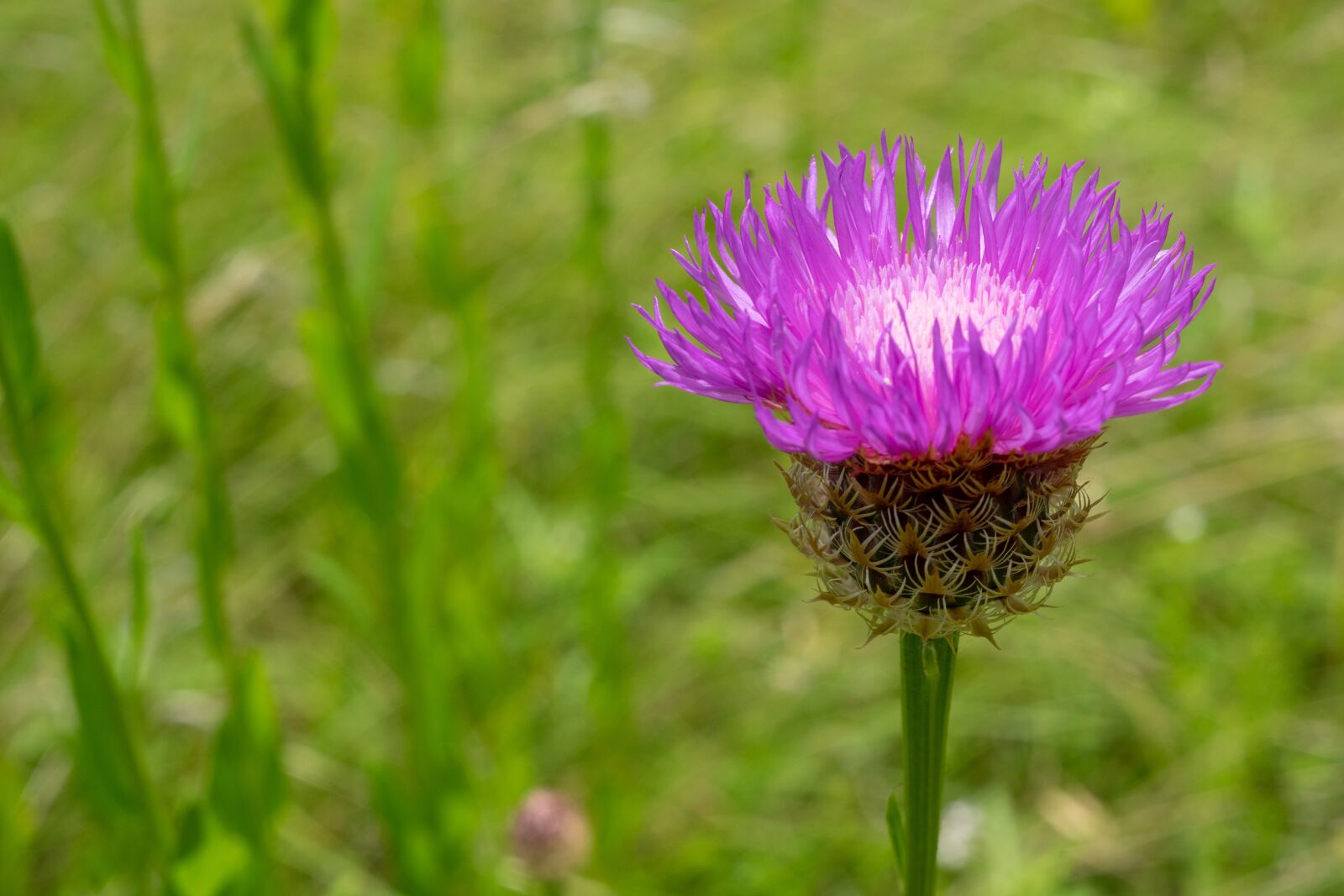 Sony a7 II + Sony FE 50mm F1.8 sample photo. Green, flower, nature photography