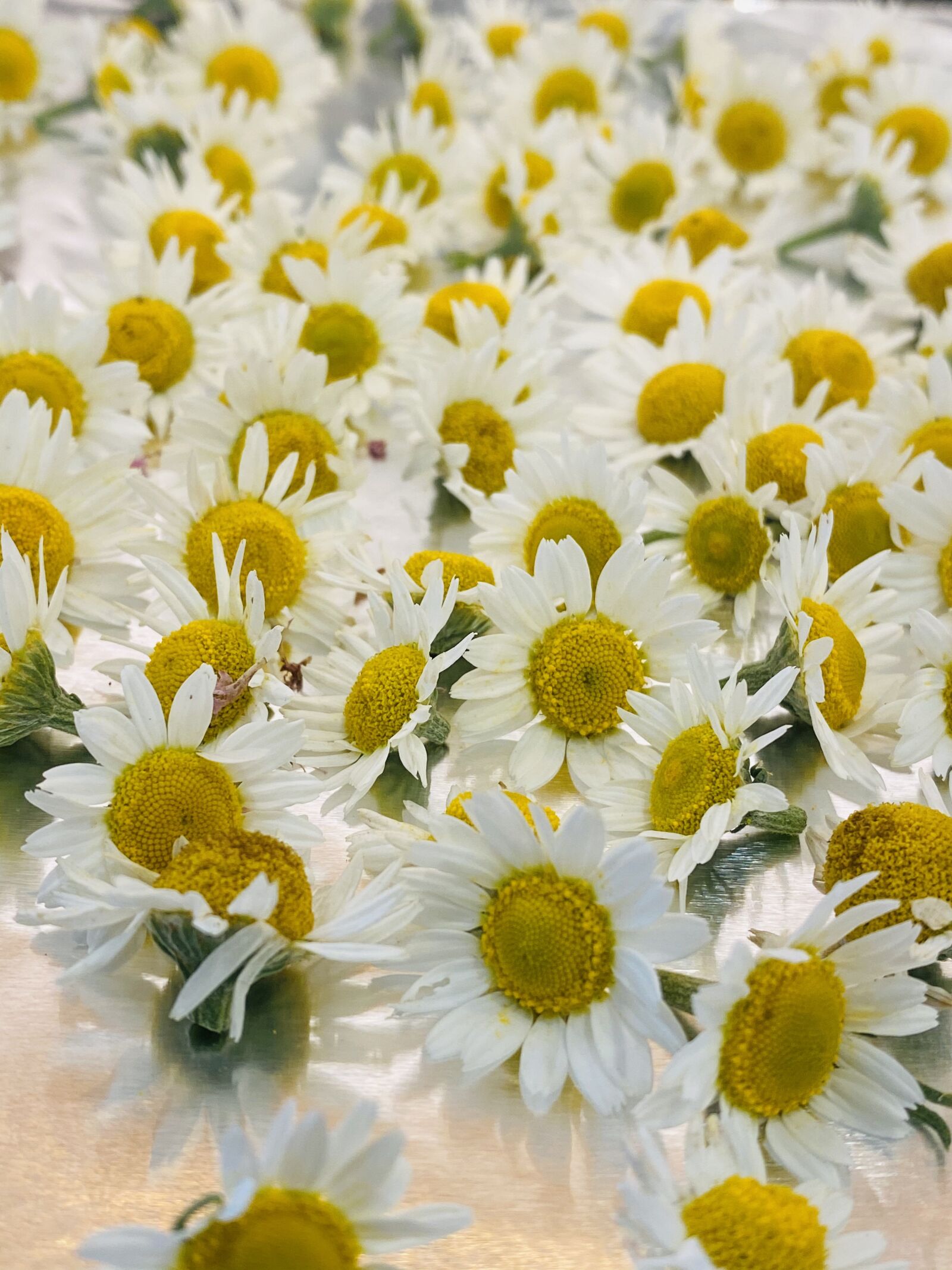 Apple iPhone 11 Pro + iPhone 11 Pro back triple camera 4.25mm f/1.8 sample photo. Chamomile, herbs, flowers photography