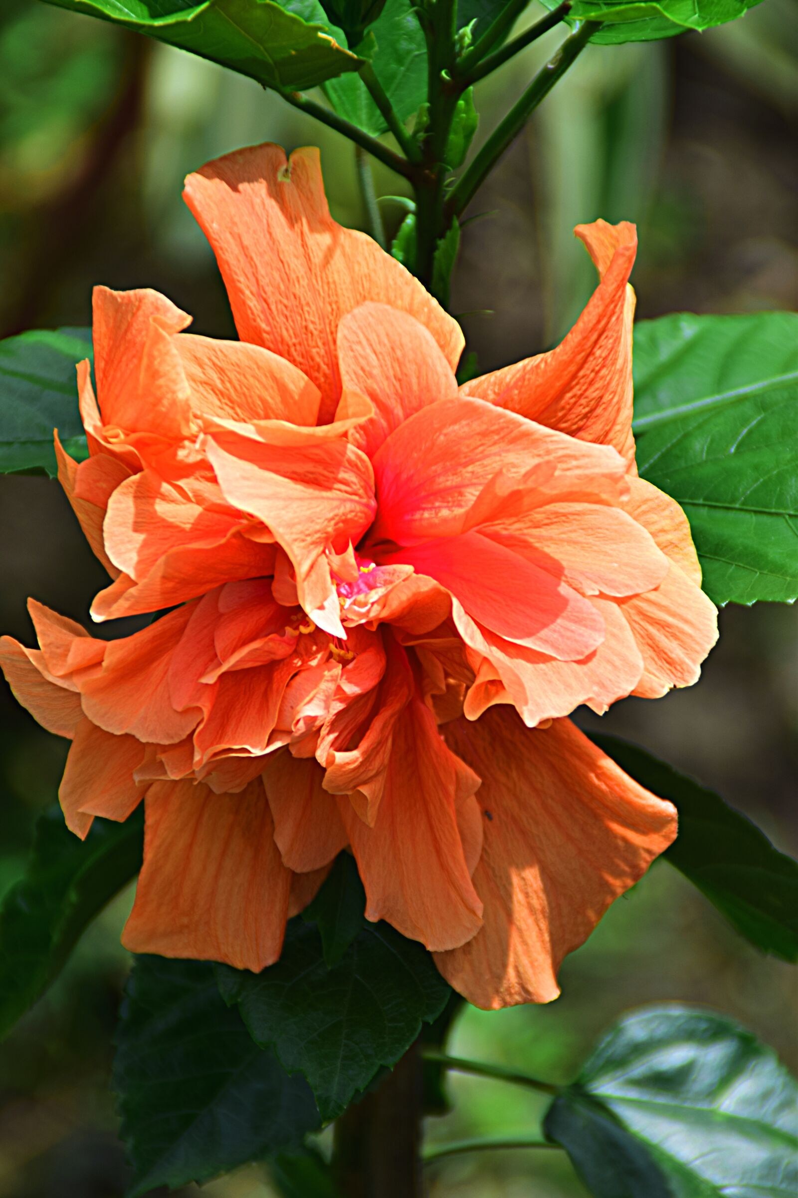 Nikon D5300 sample photo. Hibiscus, orange, blossom photography