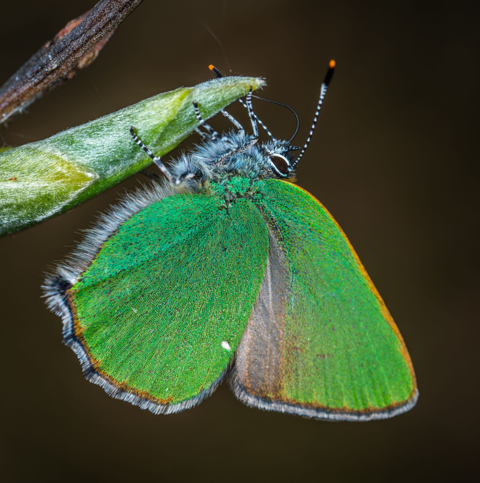 #124 65/2.8 sample photo. Insect, macro, lepidoptera photography