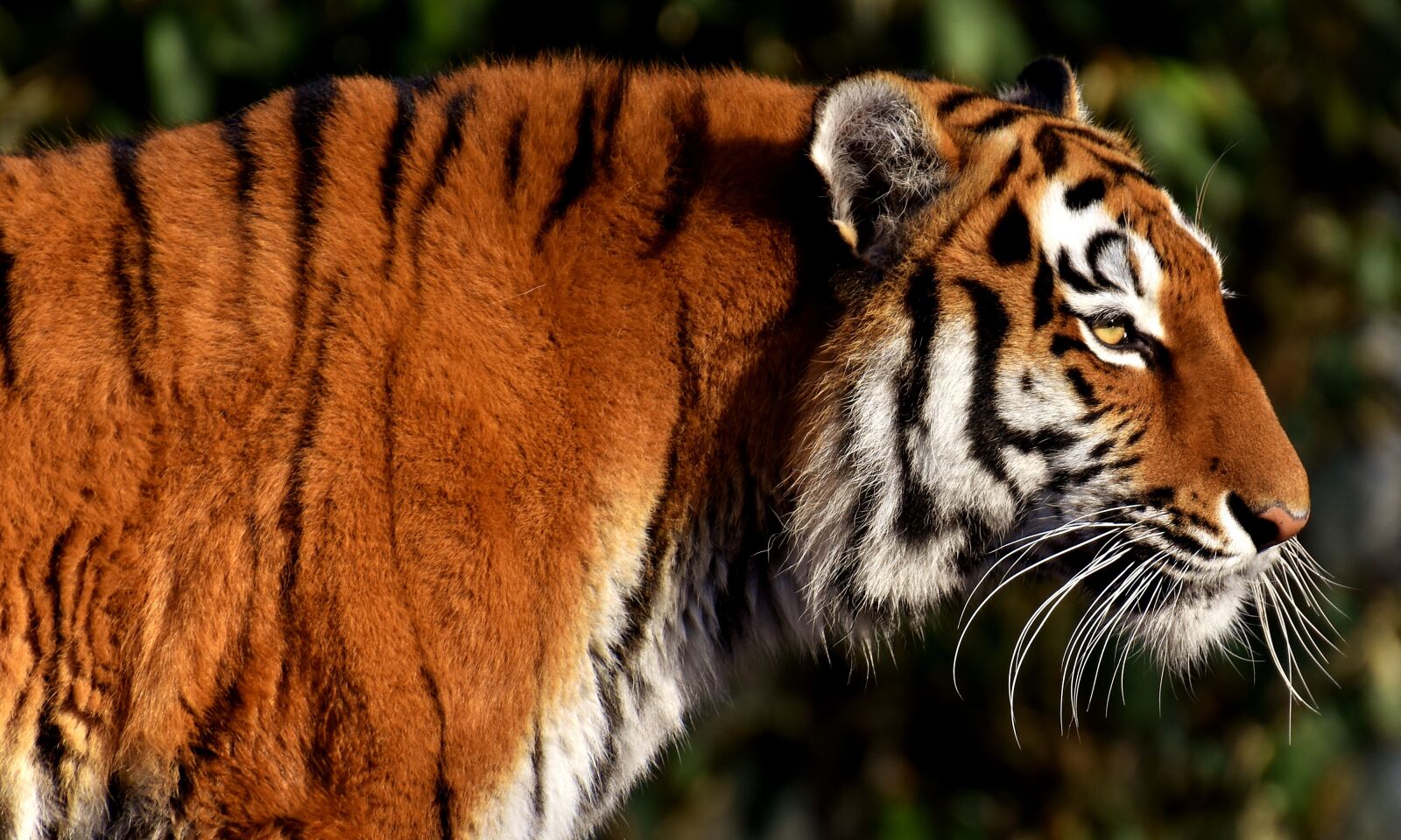 Nikon D7200 sample photo. Tiger, predator, fur photography