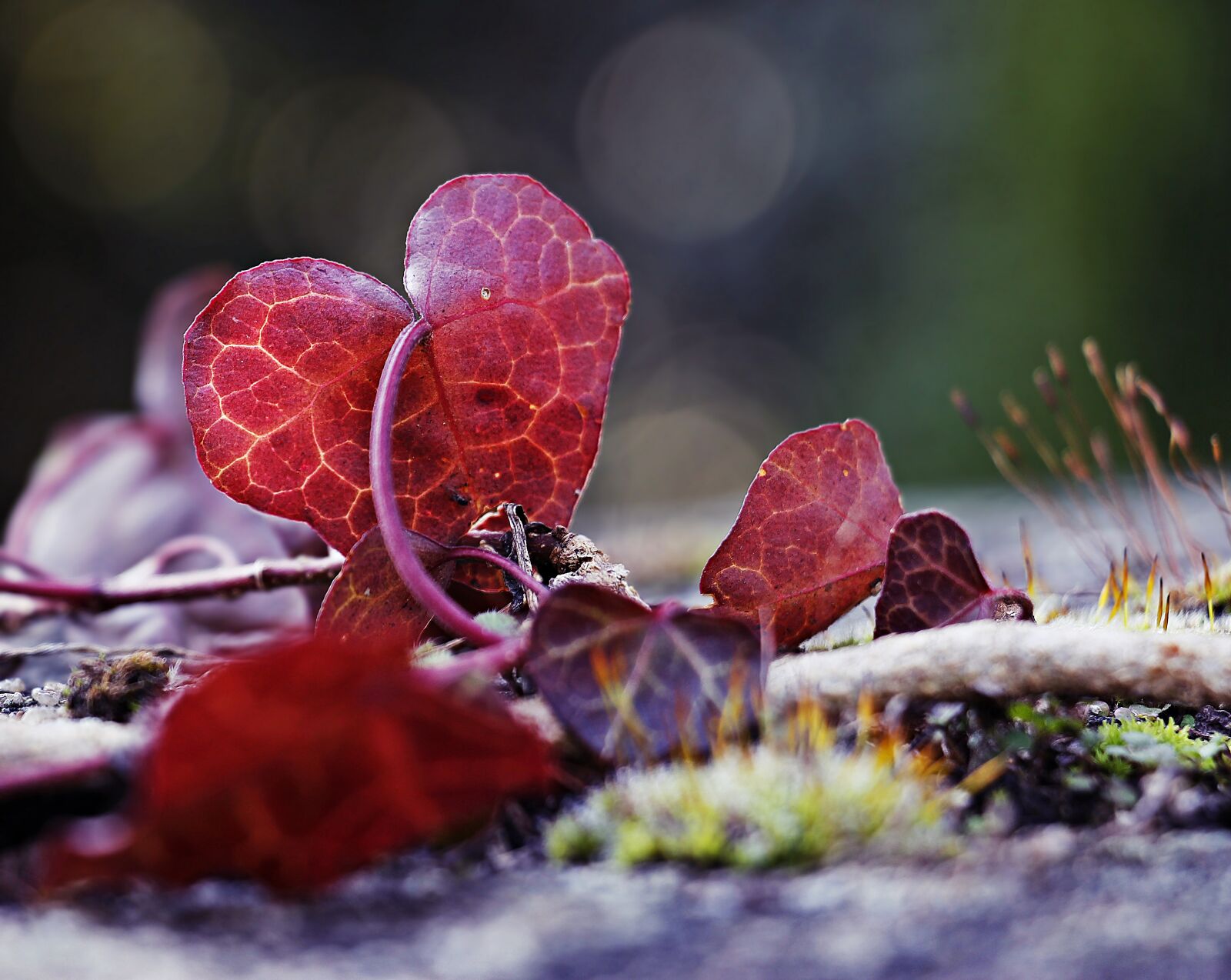 Canon EOS 100D (EOS Rebel SL1 / EOS Kiss X7) sample photo. Forest, autumn, ivy photography