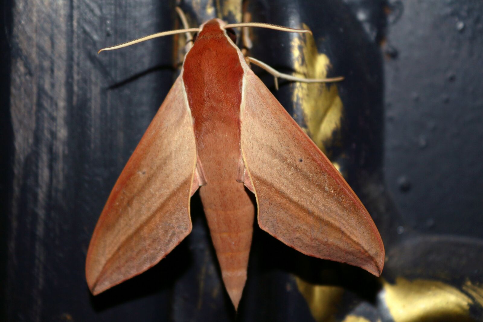 Canon EOS 650D (EOS Rebel T4i / EOS Kiss X6i) sample photo. Butterfly, beautiful, pattern photography