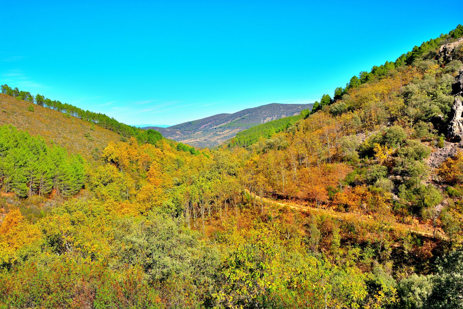 Nikon D7100 sample photo. Landscape, trees, nature photography