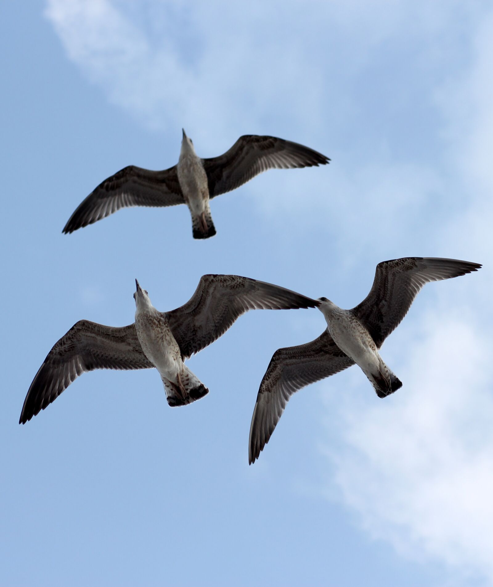 Canon EOS 700D (EOS Rebel T5i / EOS Kiss X7i) + Canon EF 85mm F1.8 USM sample photo. Seagulls, three, flight photography