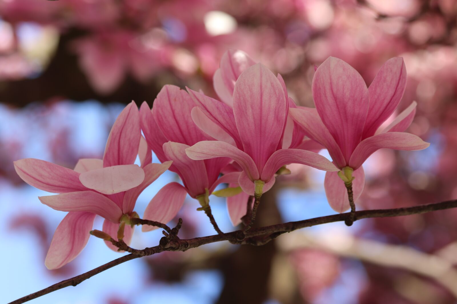 Canon EOS 200D (EOS Rebel SL2 / EOS Kiss X9) sample photo. Pink magnolia, spring, flowers photography