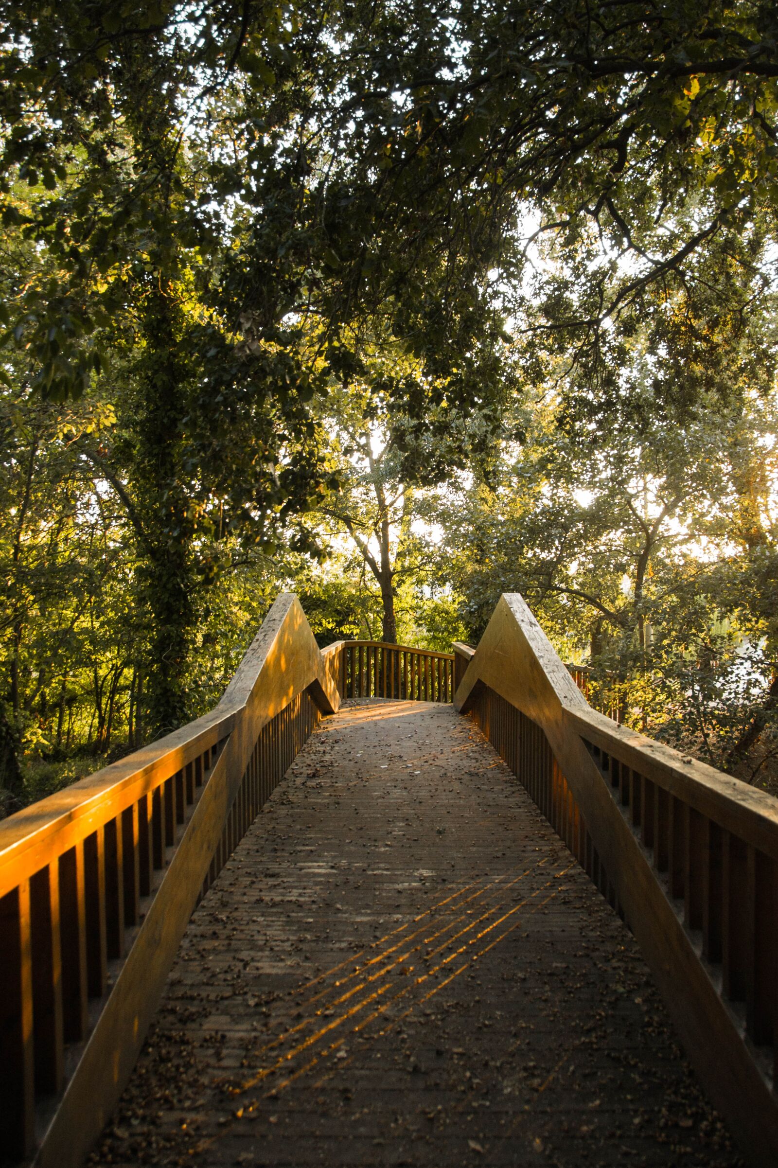Nikon D3100 sample photo. Forest, trees, bridge photography