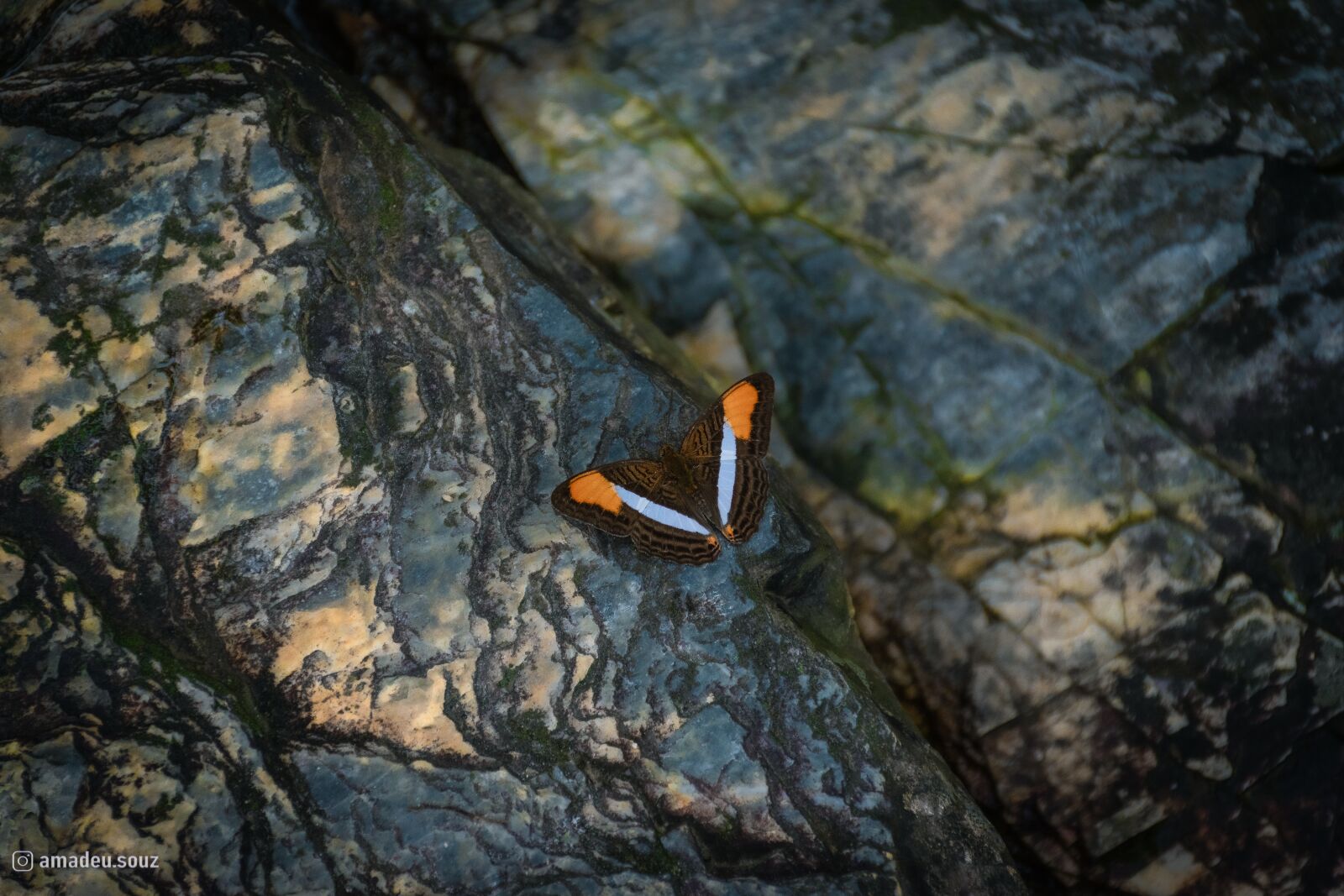 Nikon D5500 sample photo. Butterfly, insect, colored photography