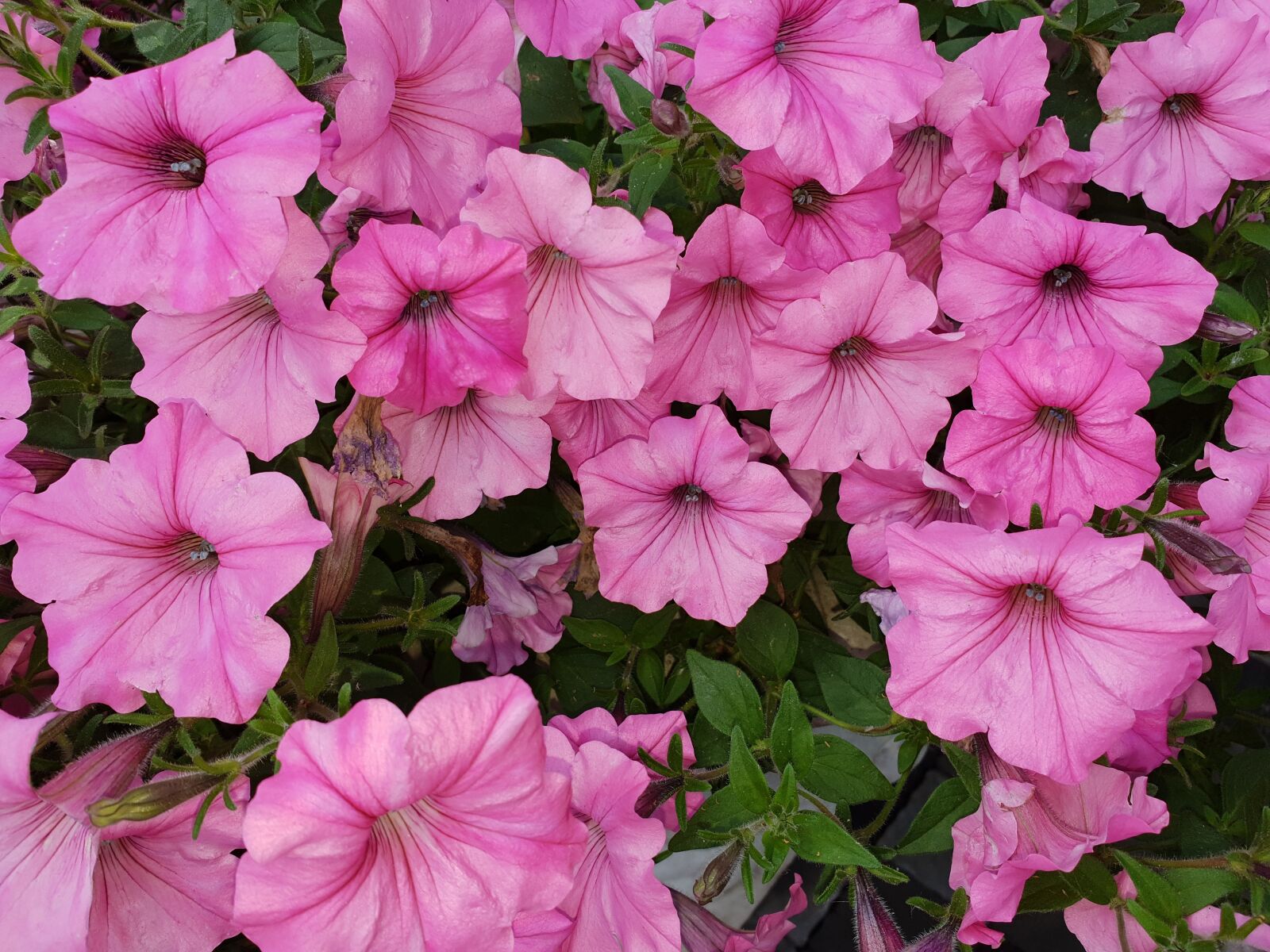 Samsung Galaxy S9+ sample photo. Pink flowers summer, flower photography