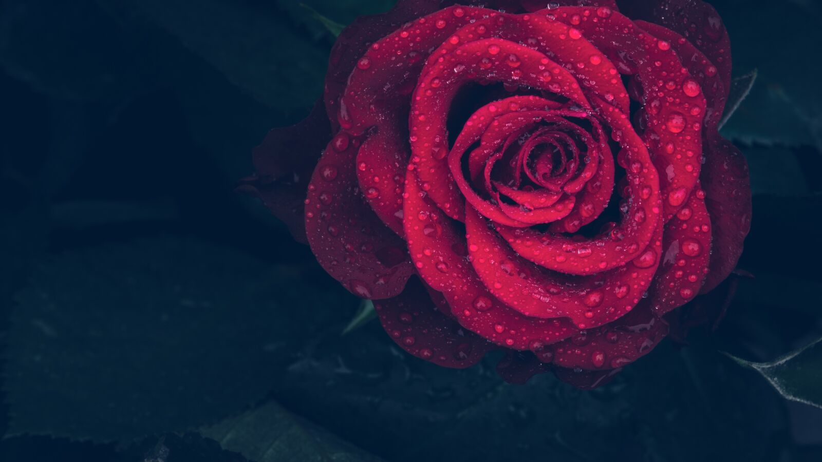 Sony SLT-A58 sample photo. Rose, red, drops photography