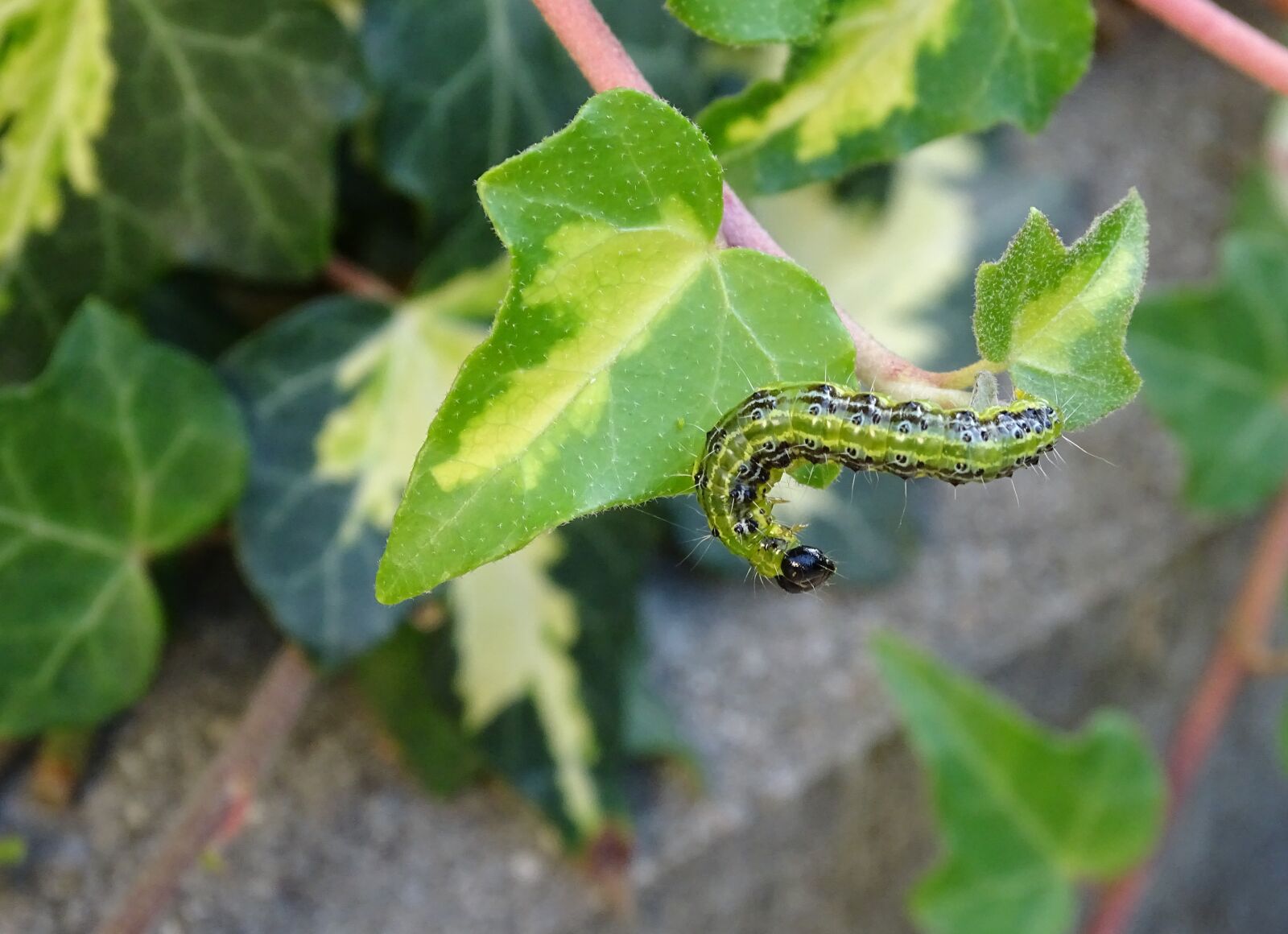 Sony Cyber-shot DSC-HX400V sample photo. Boxwood borer, caterpillar, pest photography