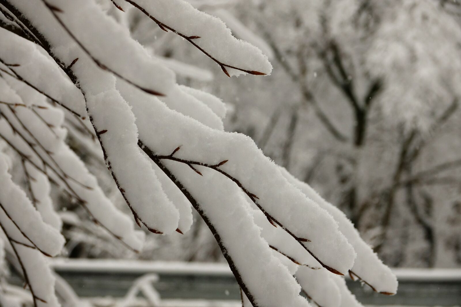 Sony Cyber-shot DSC-RX10 III sample photo. Snowy branches, snow, winter photography