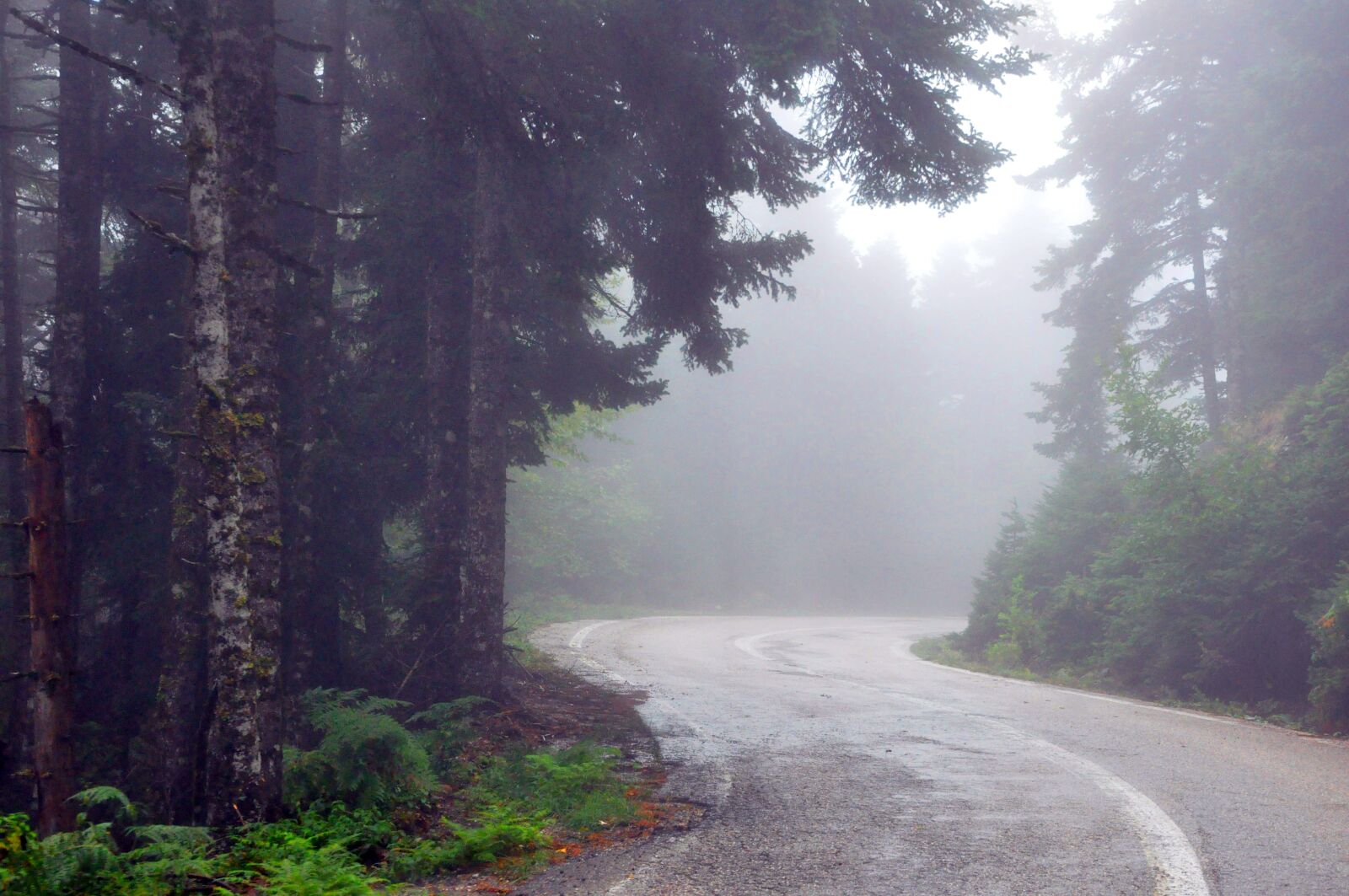 Nikon D90 sample photo. Forest, trees, nature photography