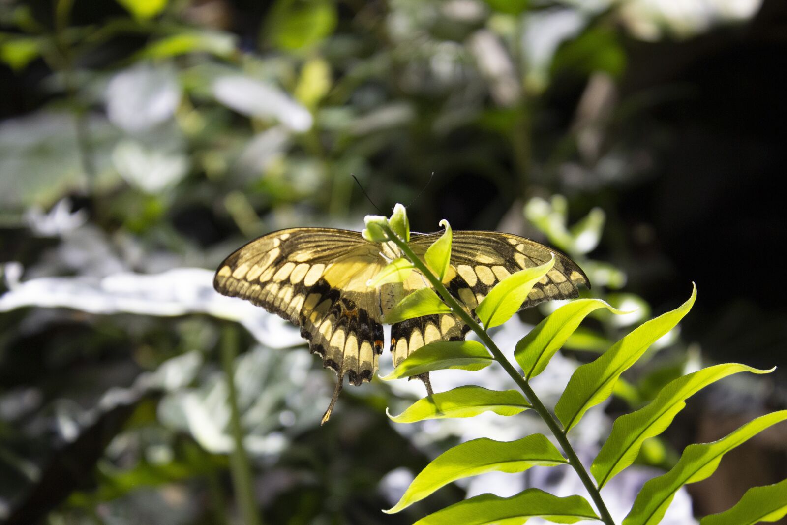 Canon EOS 600D (Rebel EOS T3i / EOS Kiss X5) sample photo. Butterflies, zoo, butterfly photography