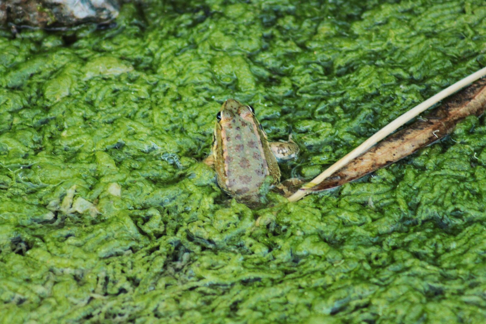 Canon EOS 500D (EOS Rebel T1i / EOS Kiss X3) sample photo. Grenuille, frog, pond photography