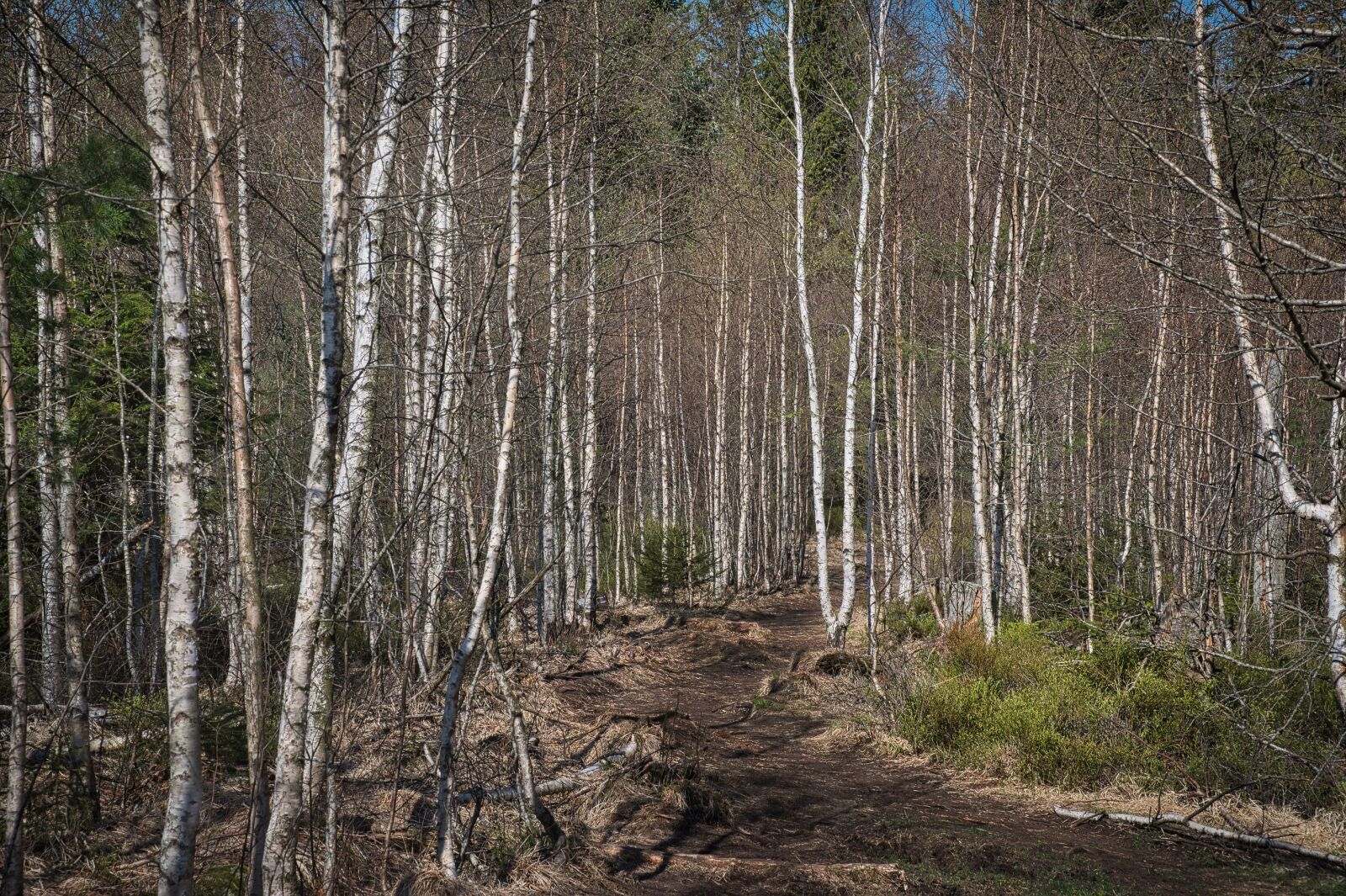 Nikon Nikkor Z 24-70mm F4 S sample photo. Forest, birch, nature photography