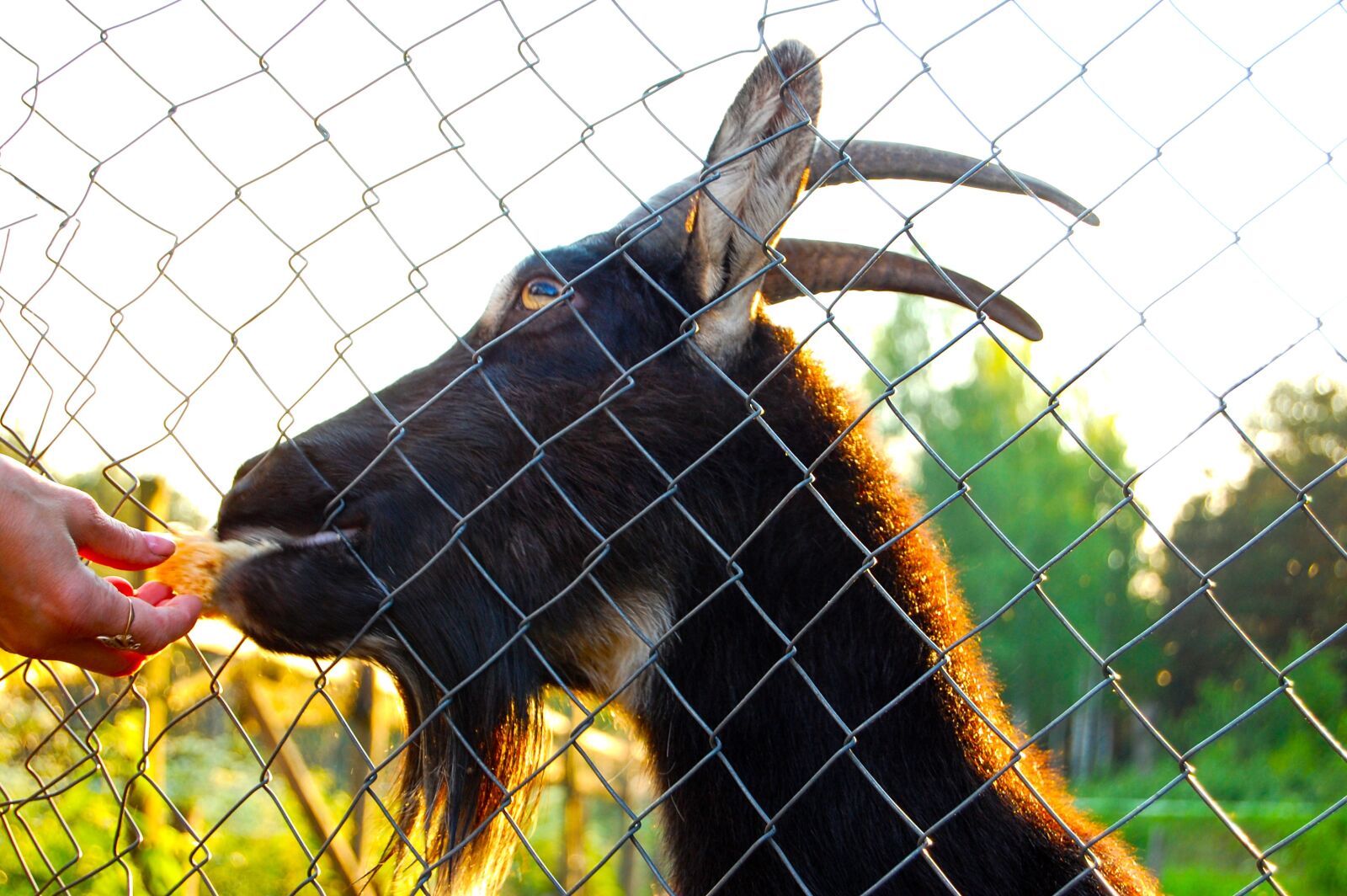Nikon D40 sample photo. Goat, the goat behind photography