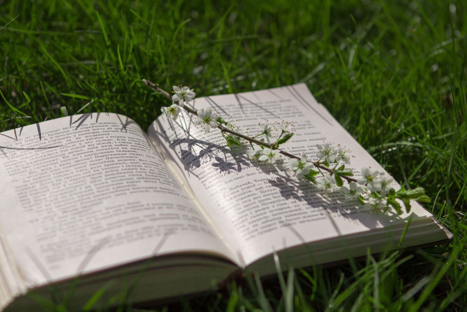 Canon EOS 60D + Canon EF 24-70mm F2.8L USM sample photo. Book, grass, nature photography