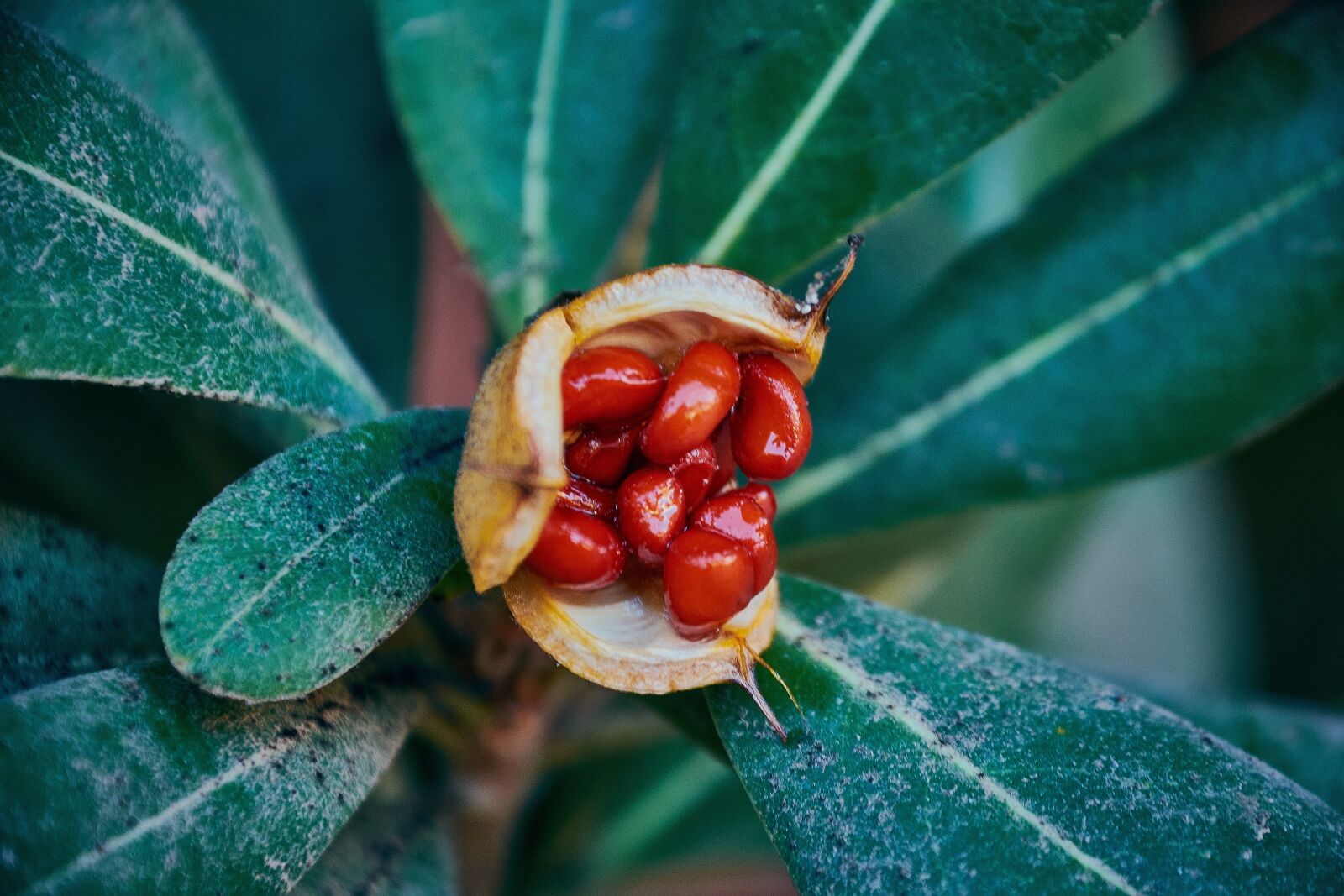 Nikon D7200 sample photo. Red, garden, green photography