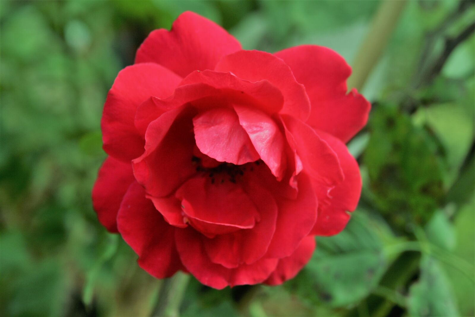 Canon EOS 400D (EOS Digital Rebel XTi / EOS Kiss Digital X) sample photo. Rose, red, love photography
