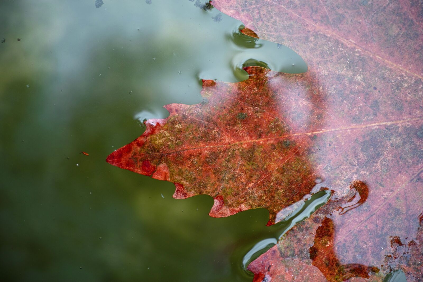 Sigma DP3 Merrill sample photo. Leaves, red, water photography