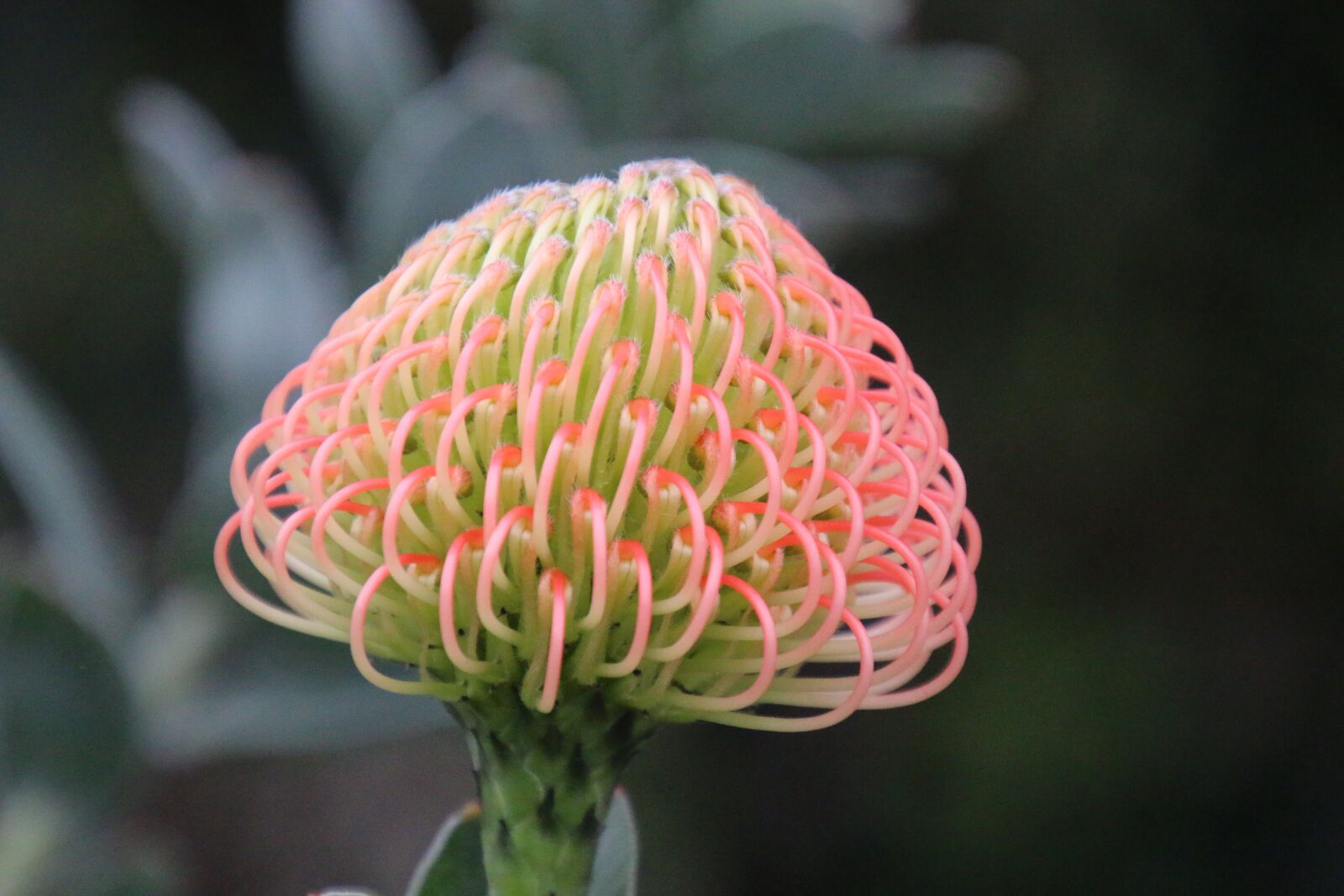 Canon EOS 70D + Tamron 16-300mm F3.5-6.3 Di II VC PZD Macro sample photo. Flower, protea, plant photography