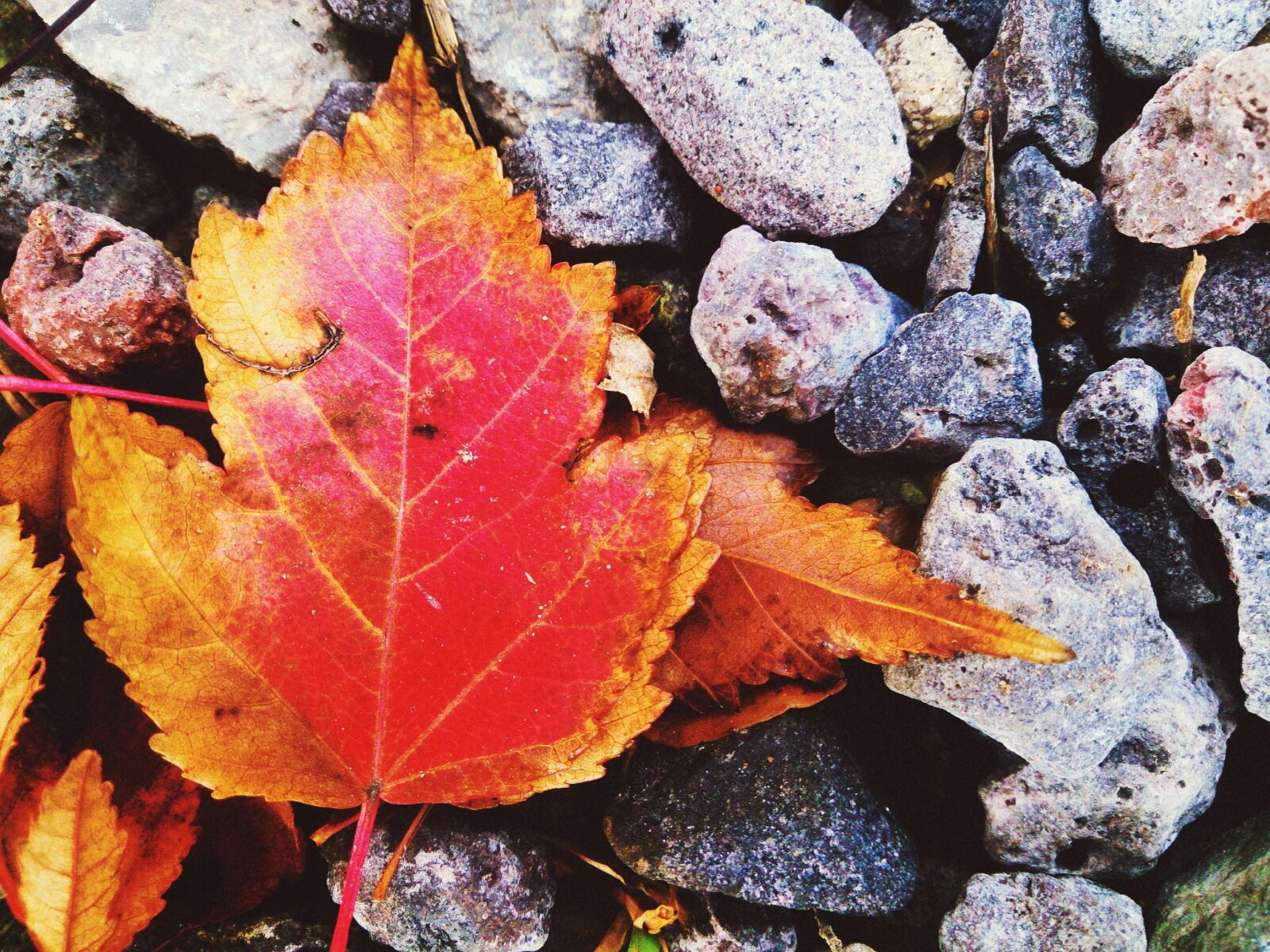 Sony Xperia Z sample photo. Autumn, red leaf, autumn photography