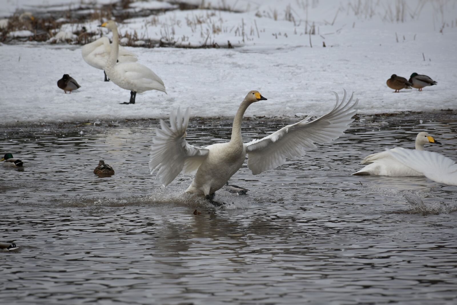 Nikon D7200 sample photo. Animal, lake, waterside photography