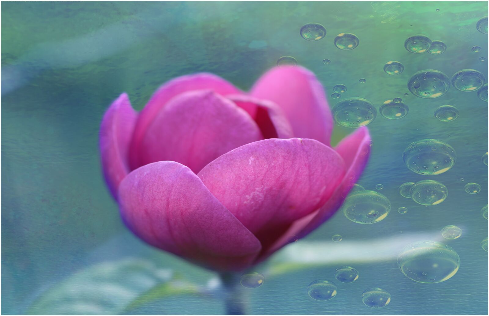 Nikon D610 sample photo. Flower, fusia, petal photography