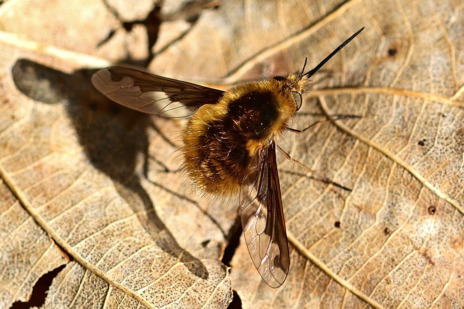 Nikon D5200 sample photo. Nature, forest, bombyliidae photography