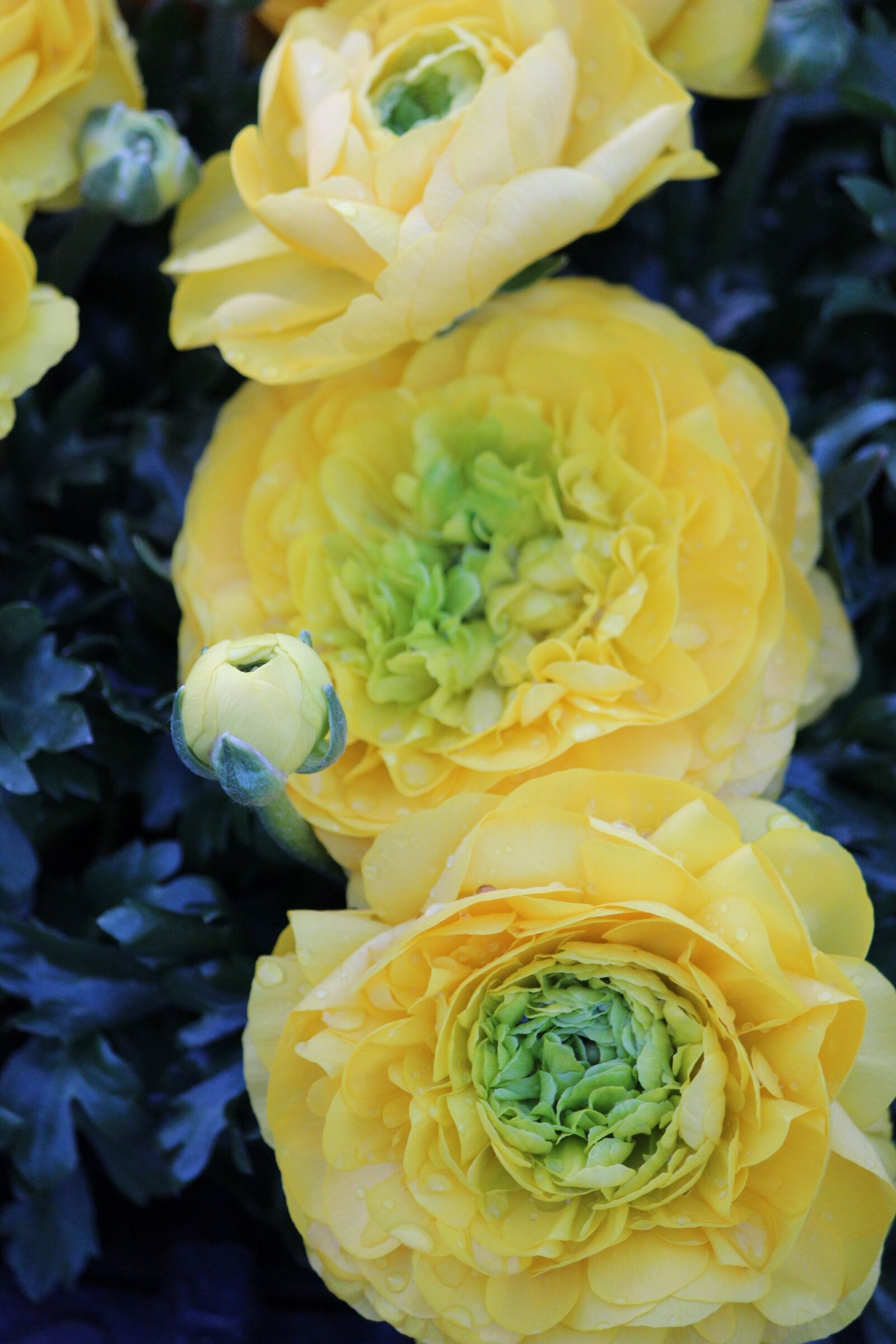 Canon EOS 600D (Rebel EOS T3i / EOS Kiss X5) sample photo. Food, flower, nature photography