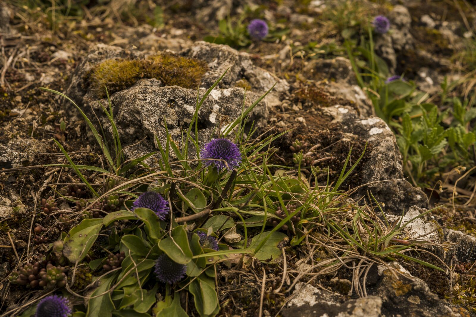 Sony a6300 + Sigma 30mm F2.8 EX DN sample photo. Rock, fouling, stone photography
