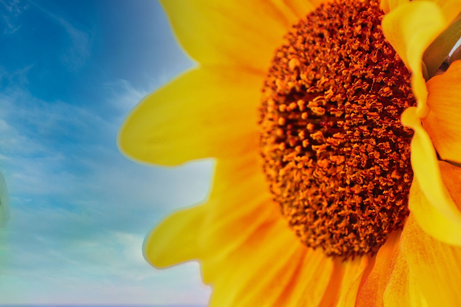 Canon EOS 80D sample photo. Sunflower, yellow flower, flower photography