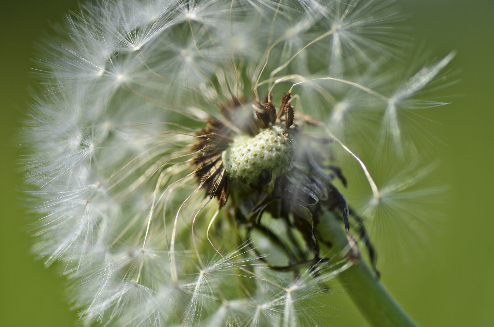 Nikon D7000 sample photo. Nature, flower, close up photography