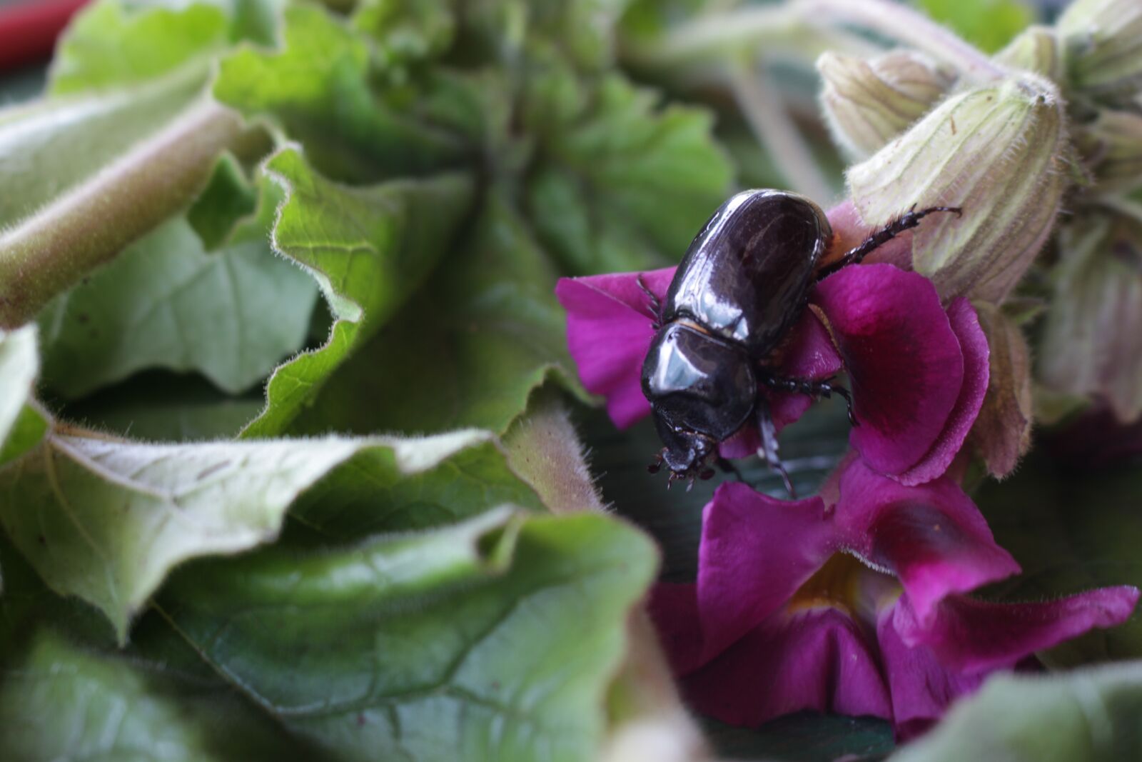 Canon EOS 700D (EOS Rebel T5i / EOS Kiss X7i) sample photo. Insect, plant, rains photography