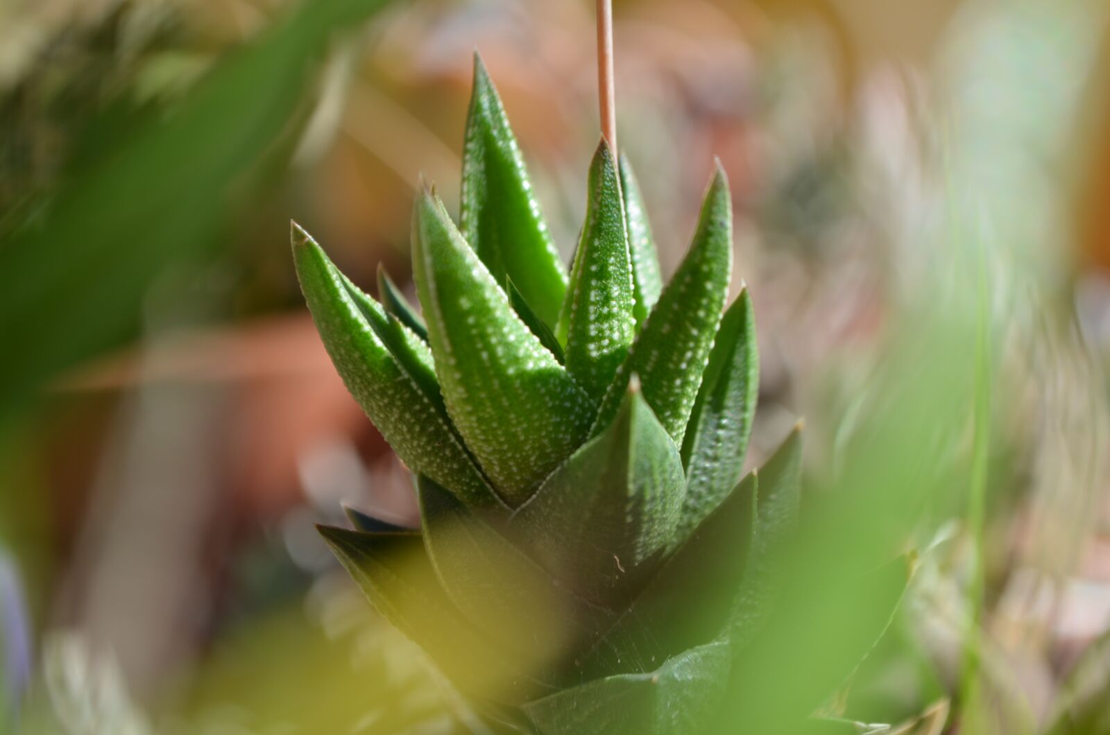 Nikon D5100 sample photo. Succulent, tips, green photography